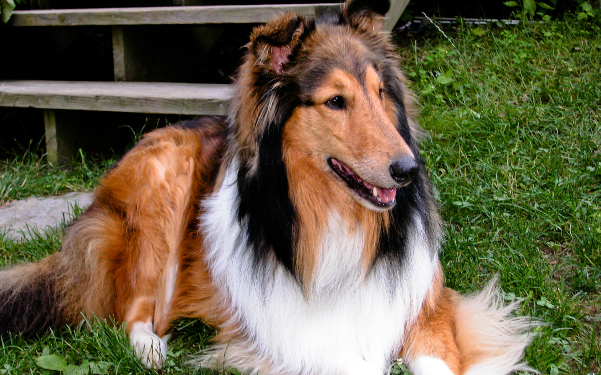 Милый пес колли