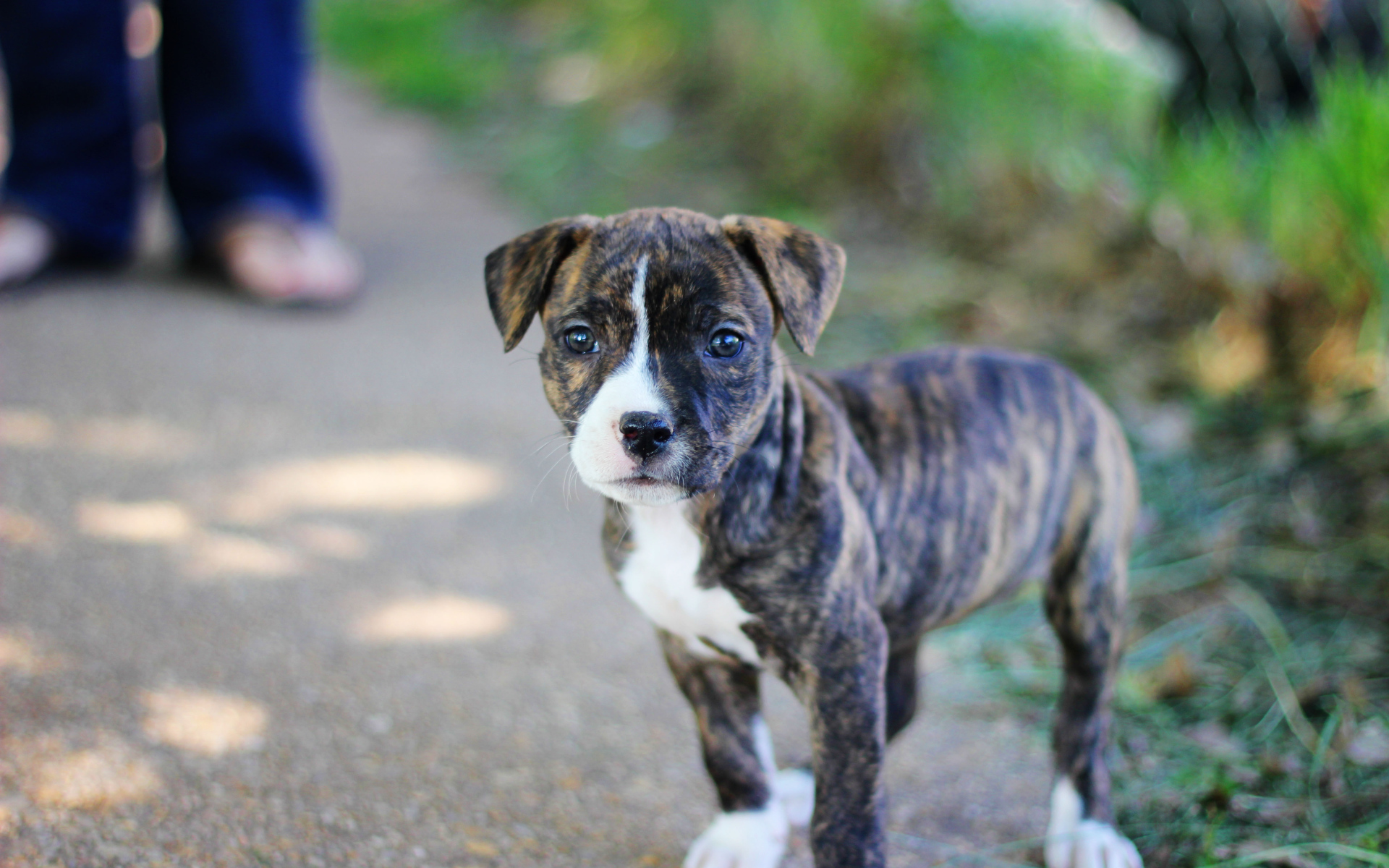 Милый щенок питбуля