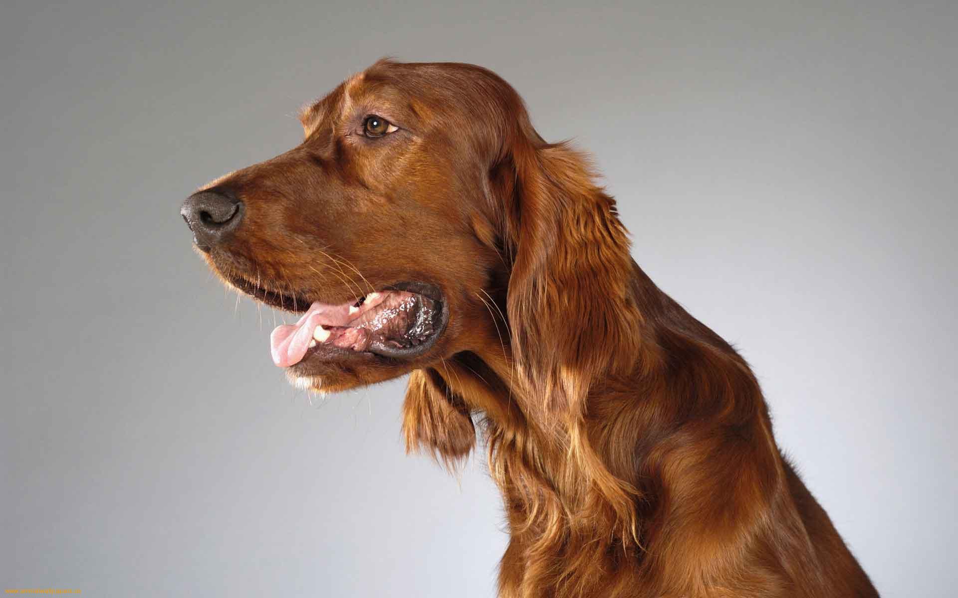 Милашка английский кокер спаниель