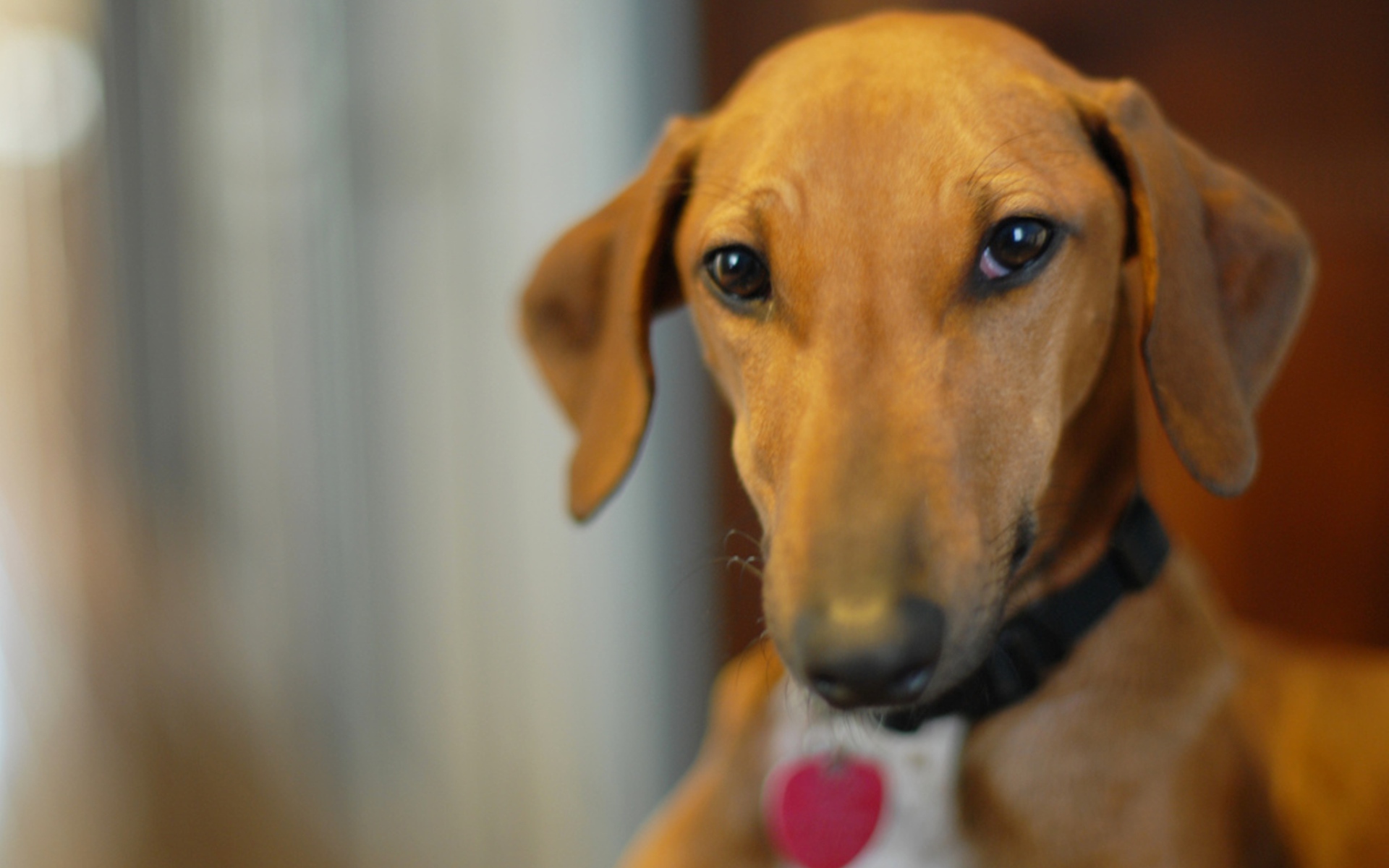 Милашка собака азавак