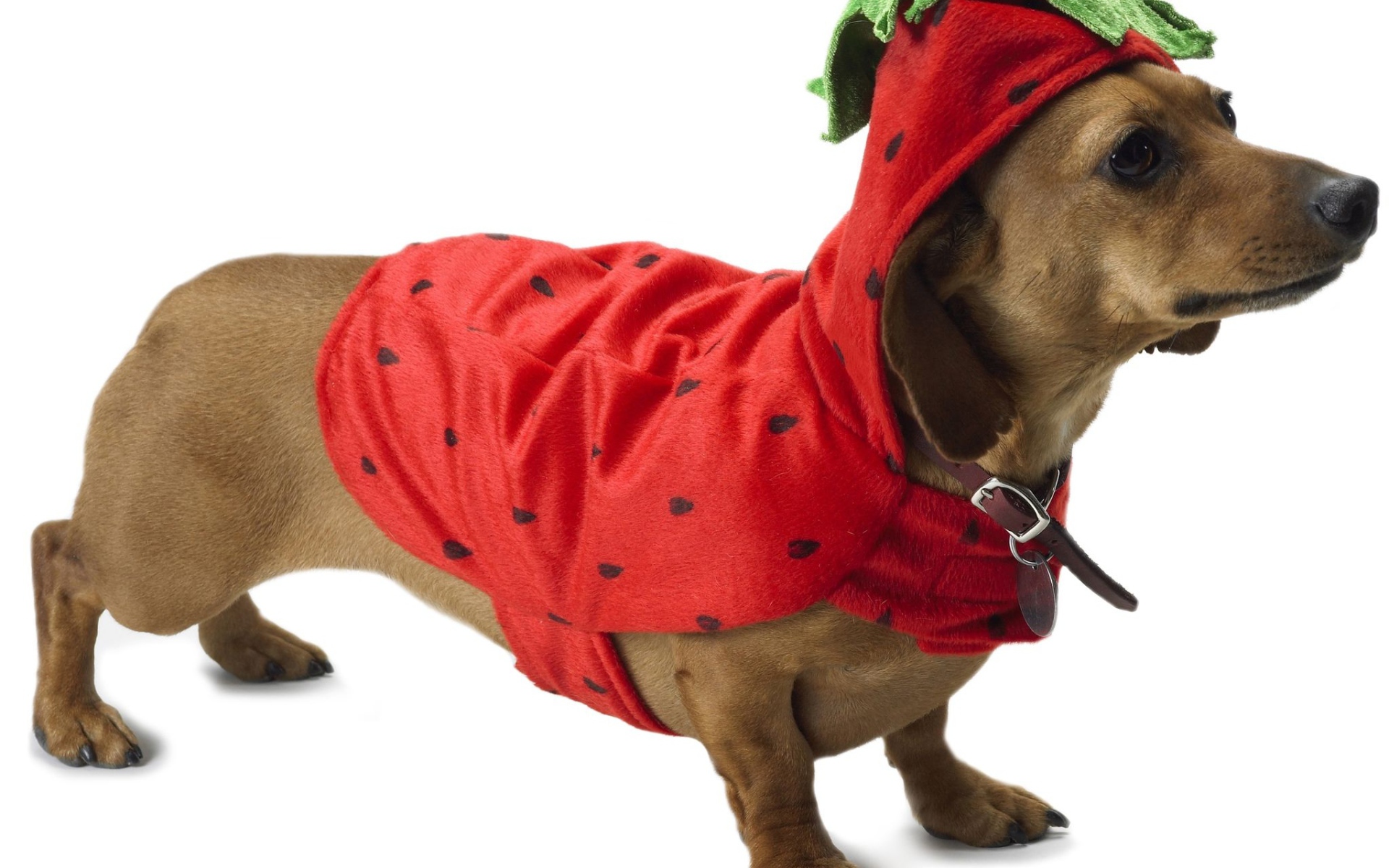 Такса в рождественском наряде