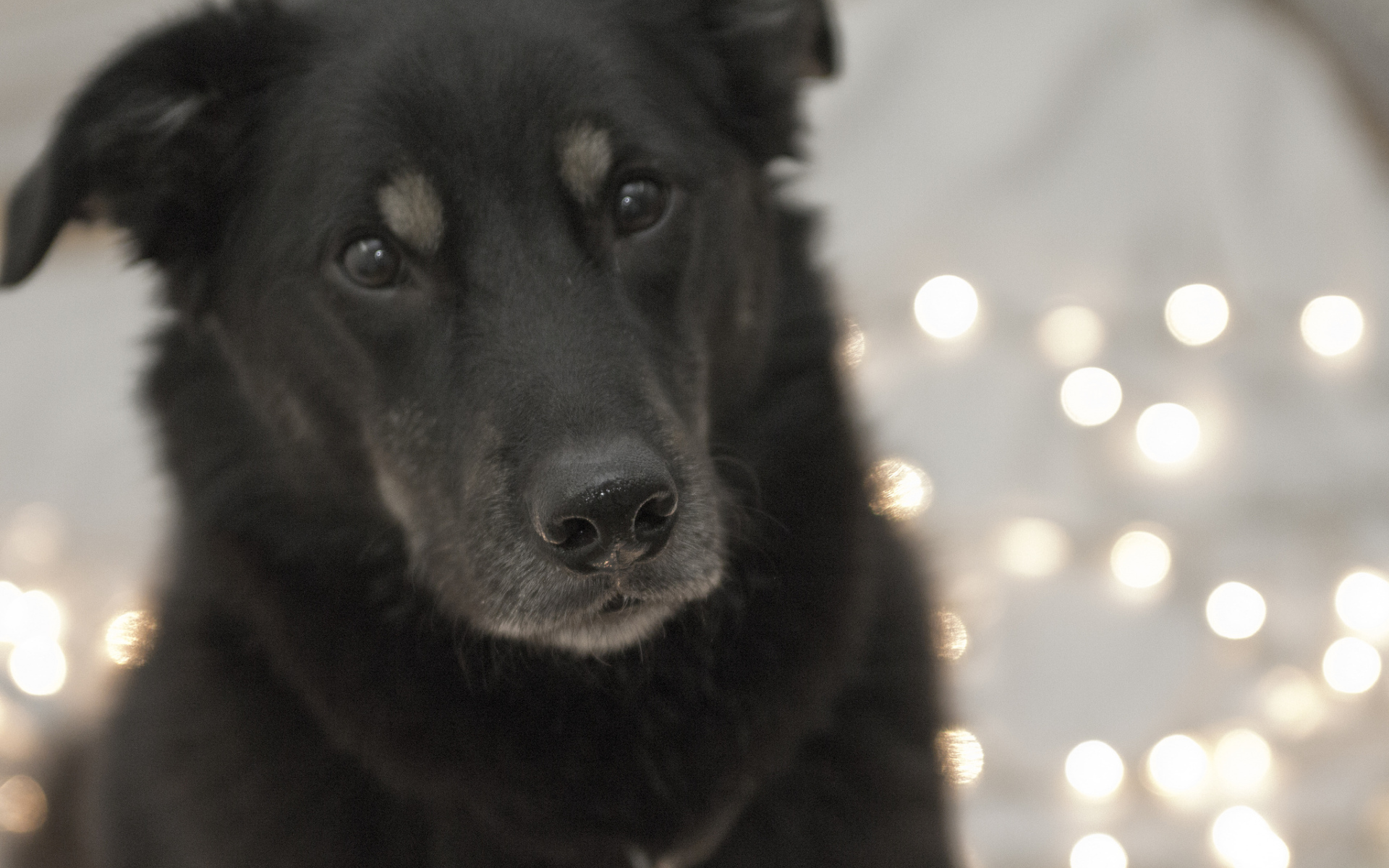 Преданный взгляд собаки чинук