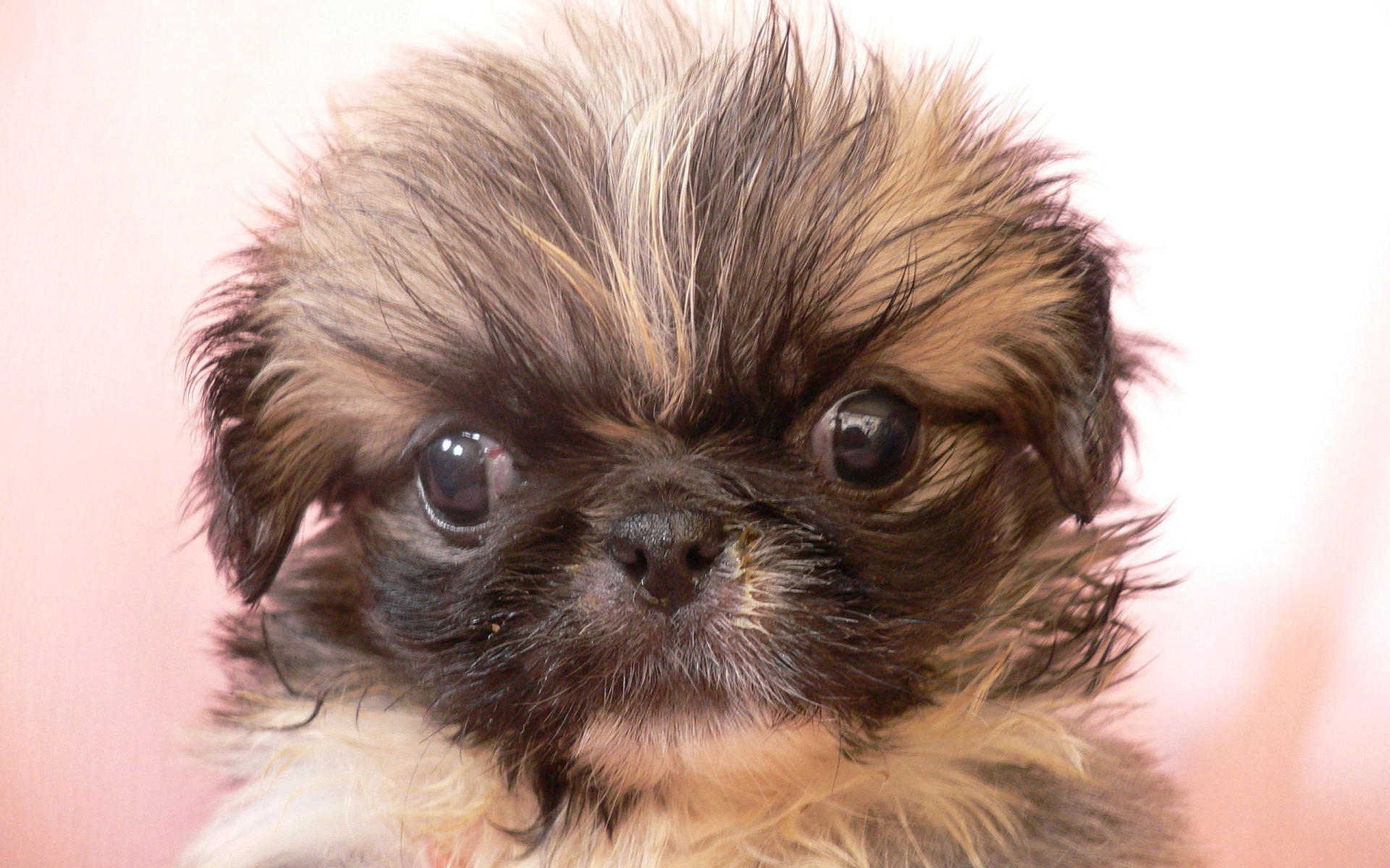 Взлохмаченный малыш пекинес