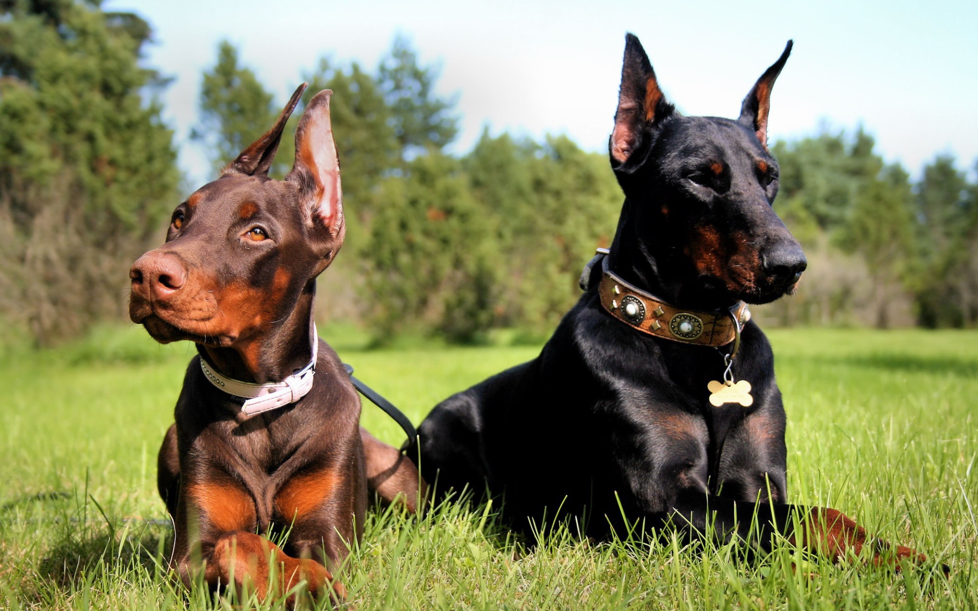 Пара доберманов на прогулке