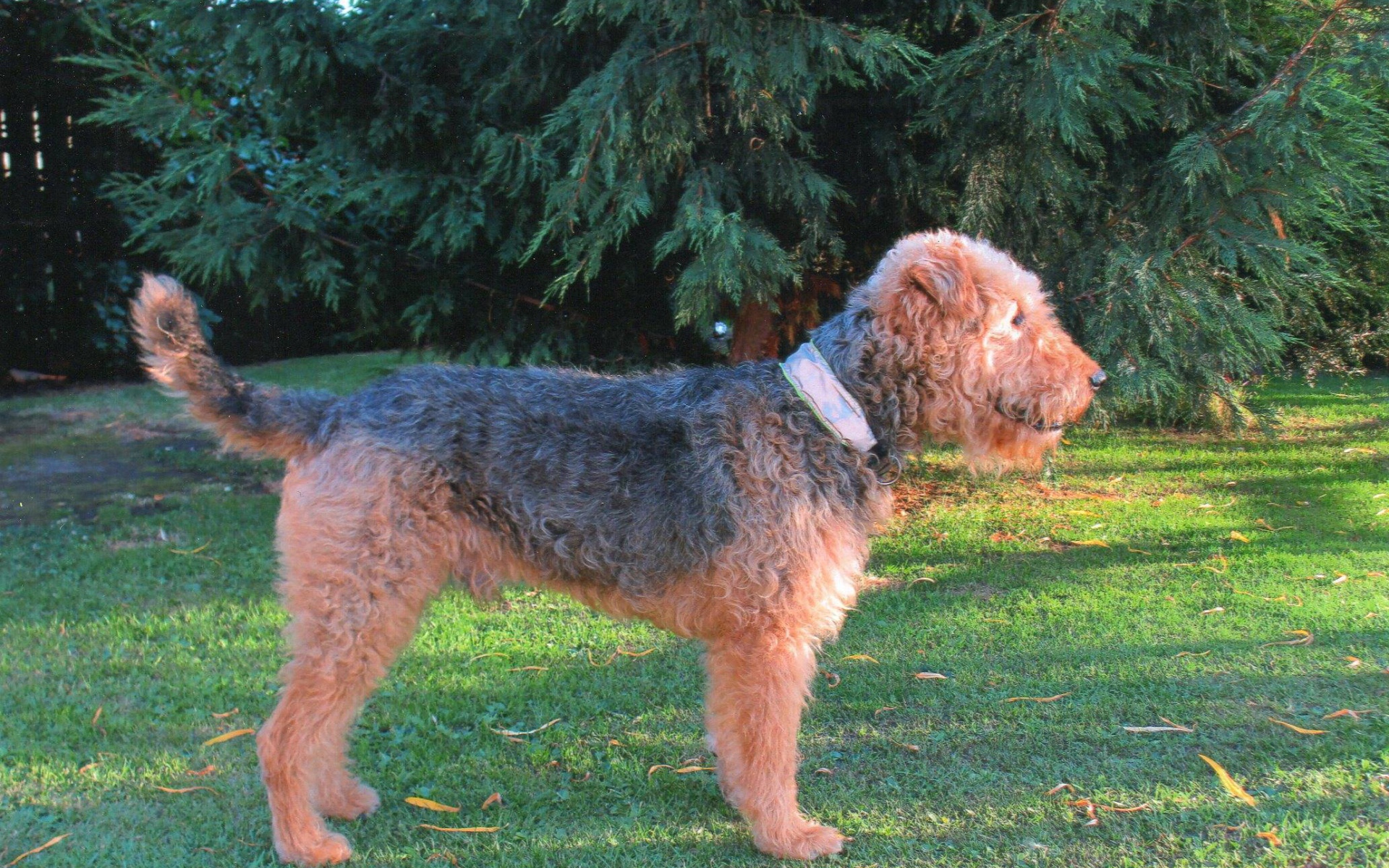 Собака эрдельтерьер у ели