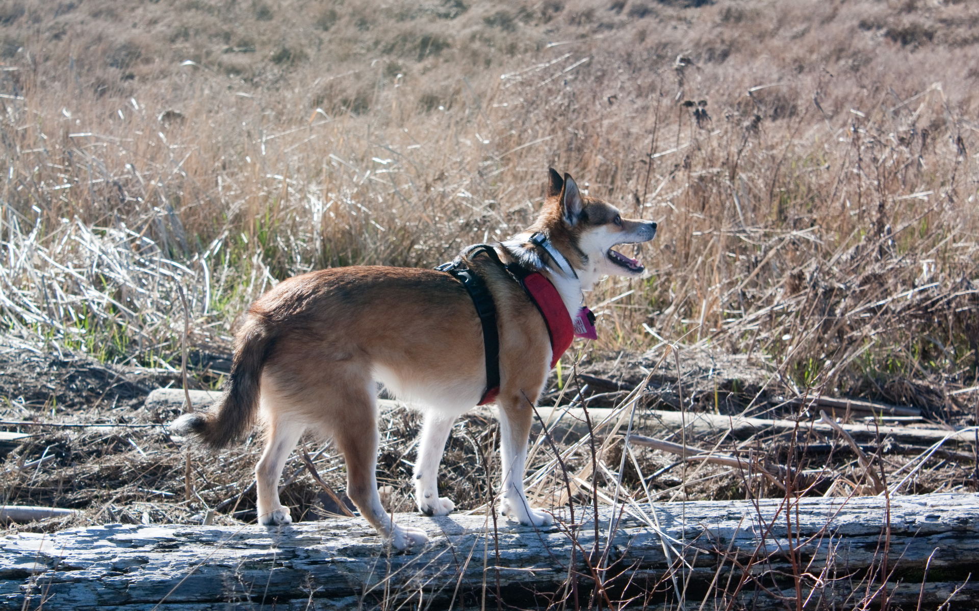 Собака норвежский лундехунд