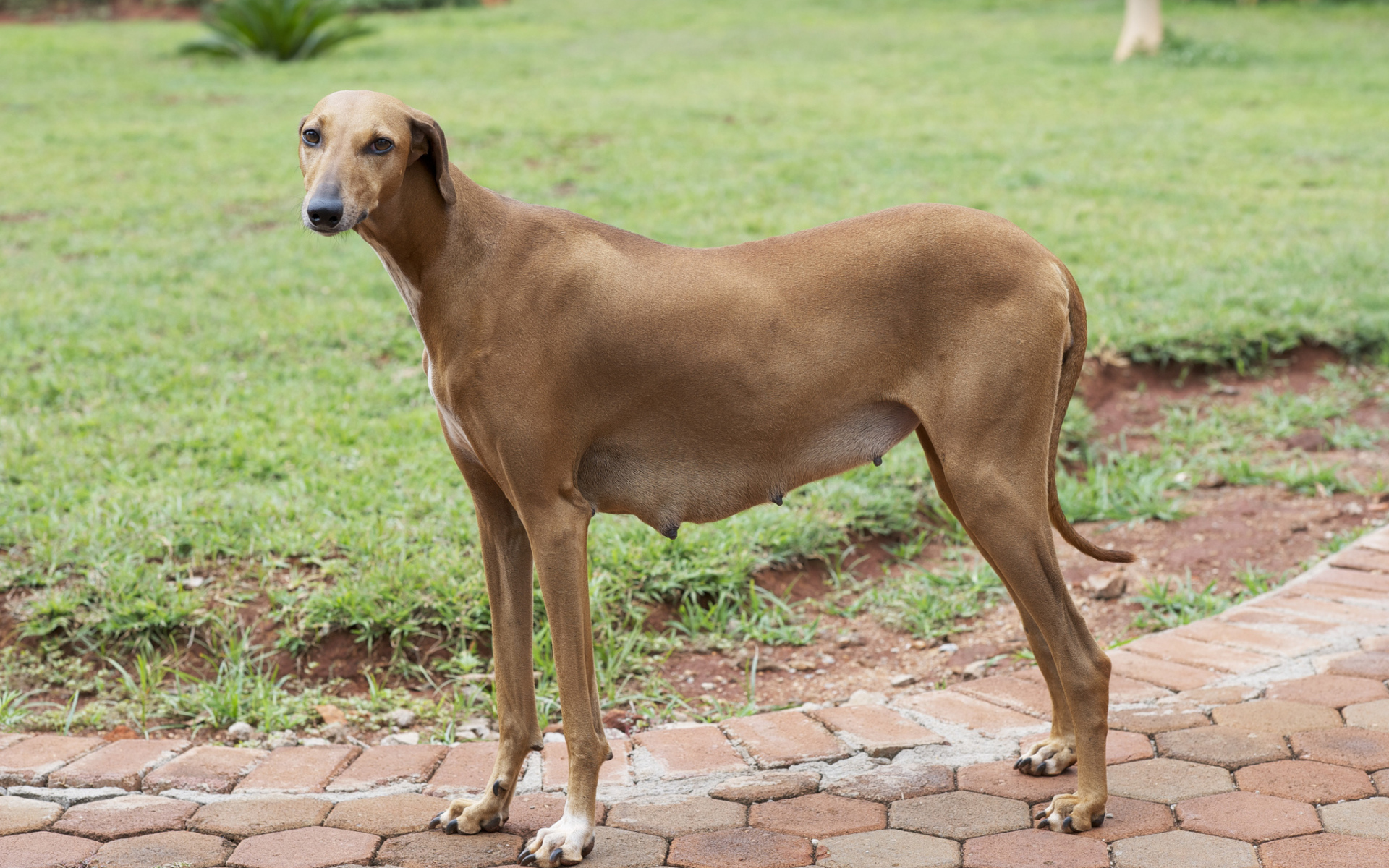 Собака девочка азавак