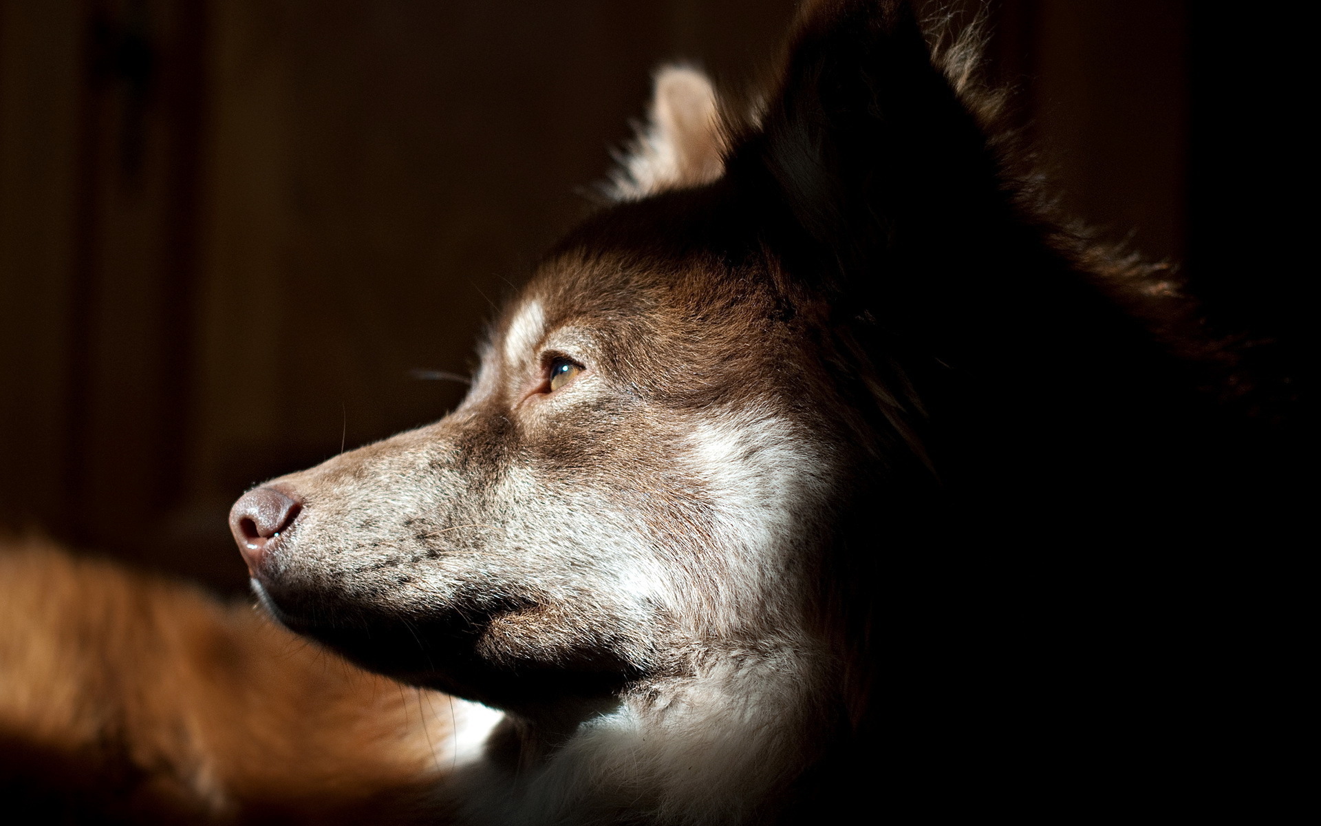 Собачья морда