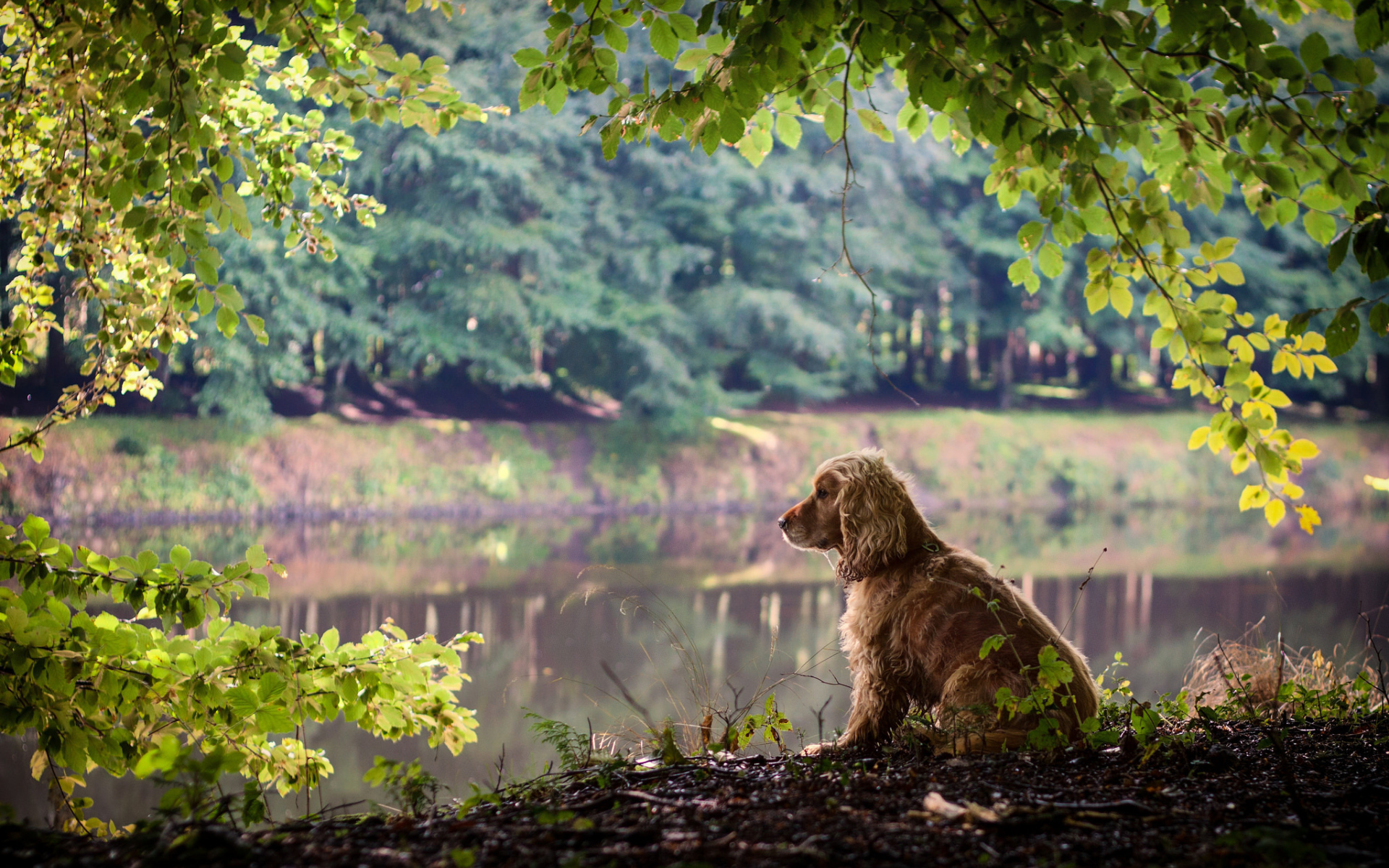 Собака на берегу