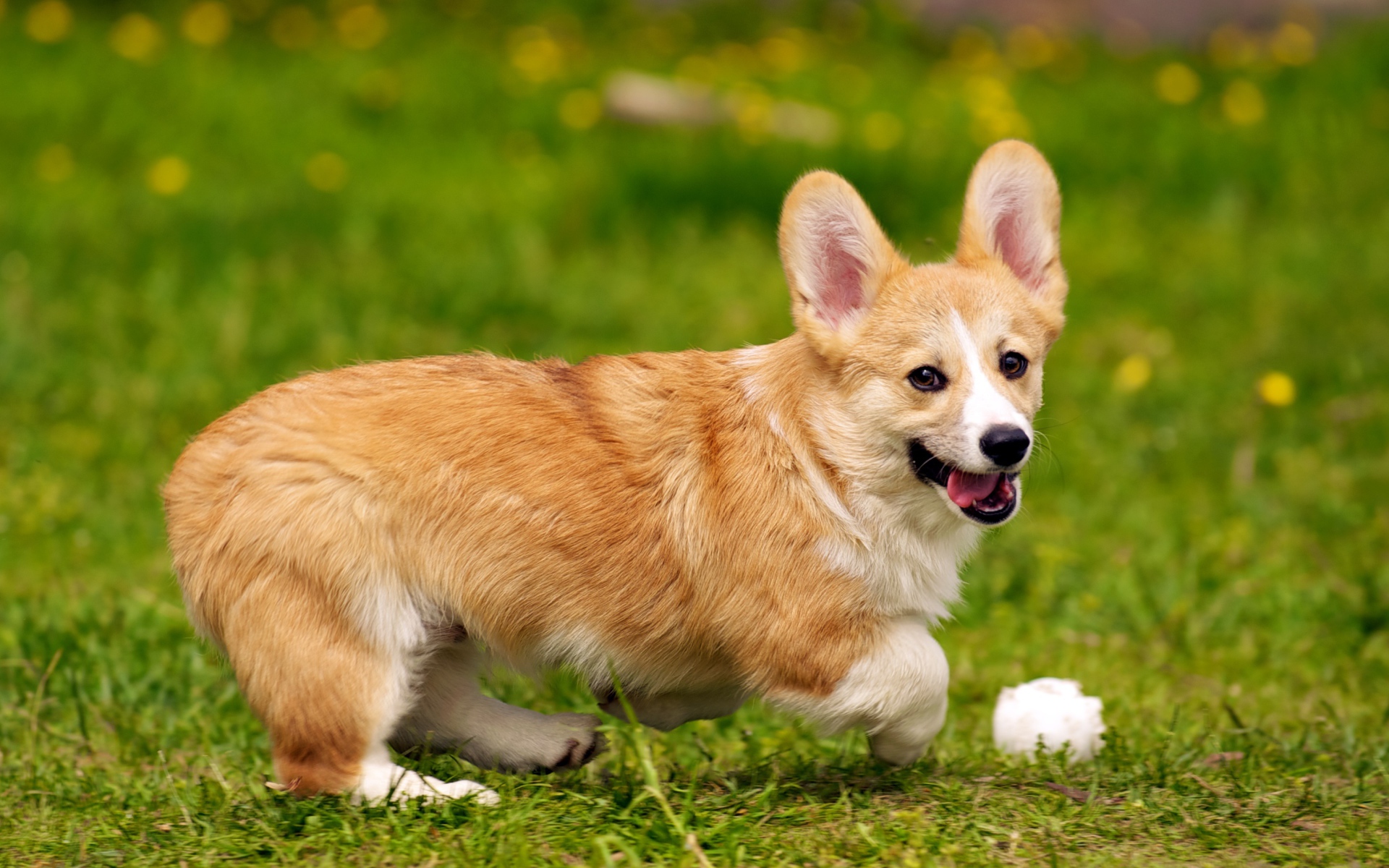 Собака вельш-корги играет с мячом