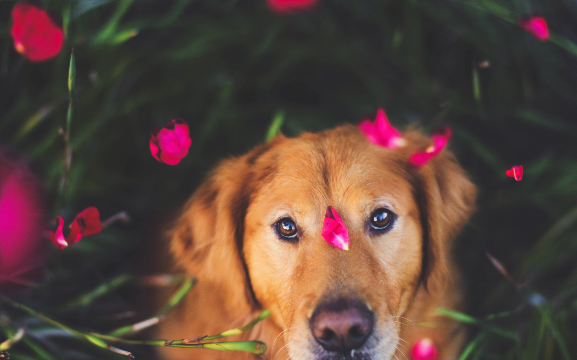 Собака с лепестками