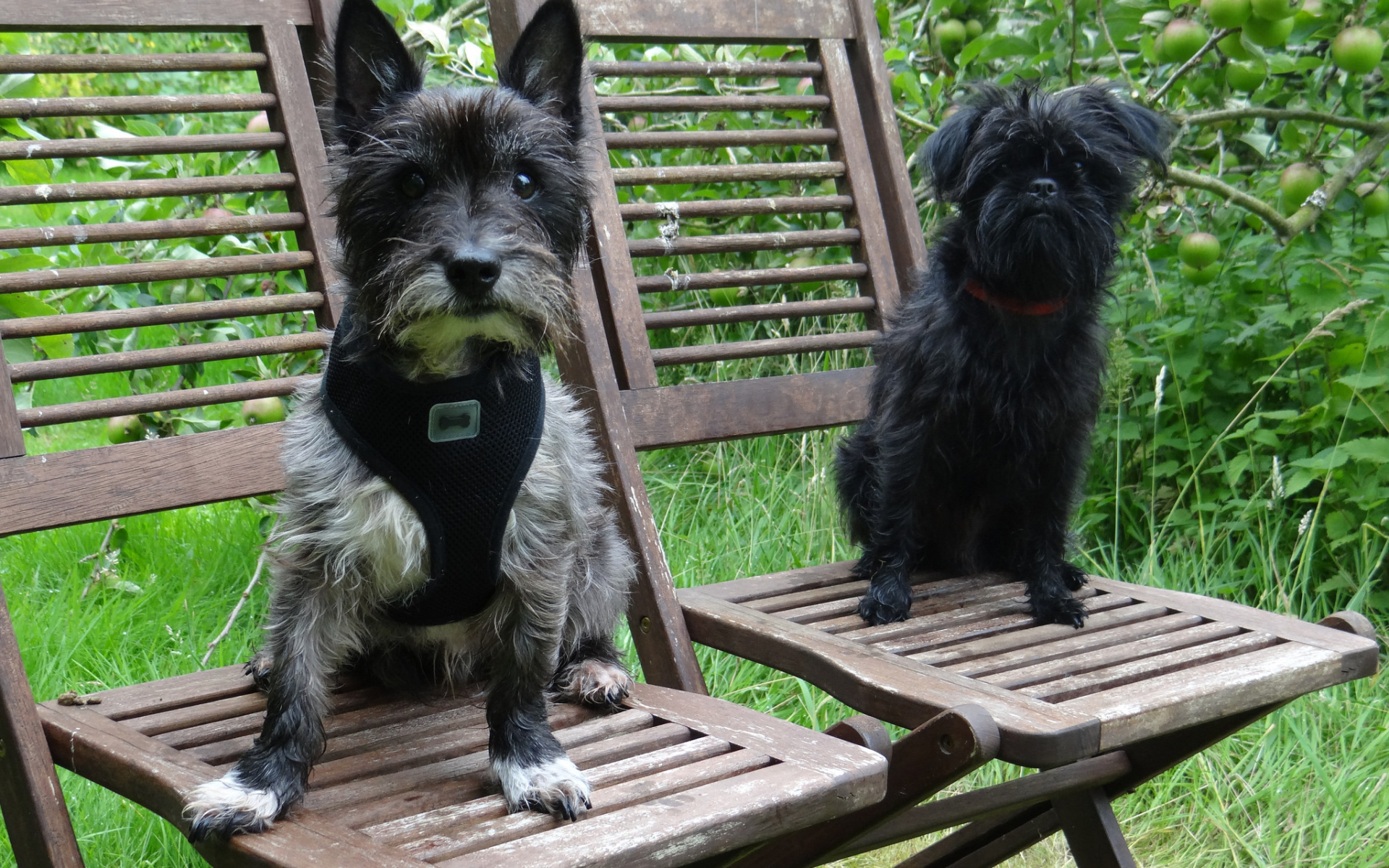 Собаки аффенпинчер на стульях