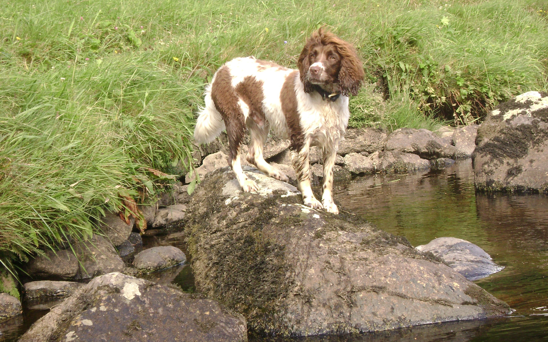 Английский спрингер спаниель на камне