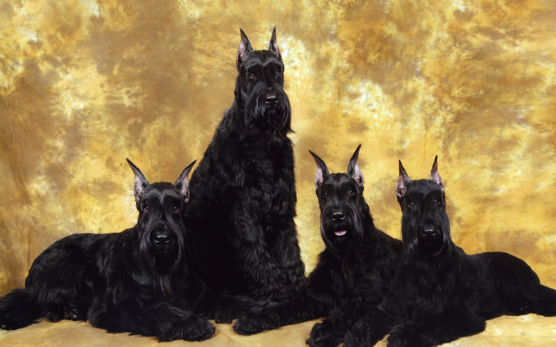 Семья черных шнауцеров