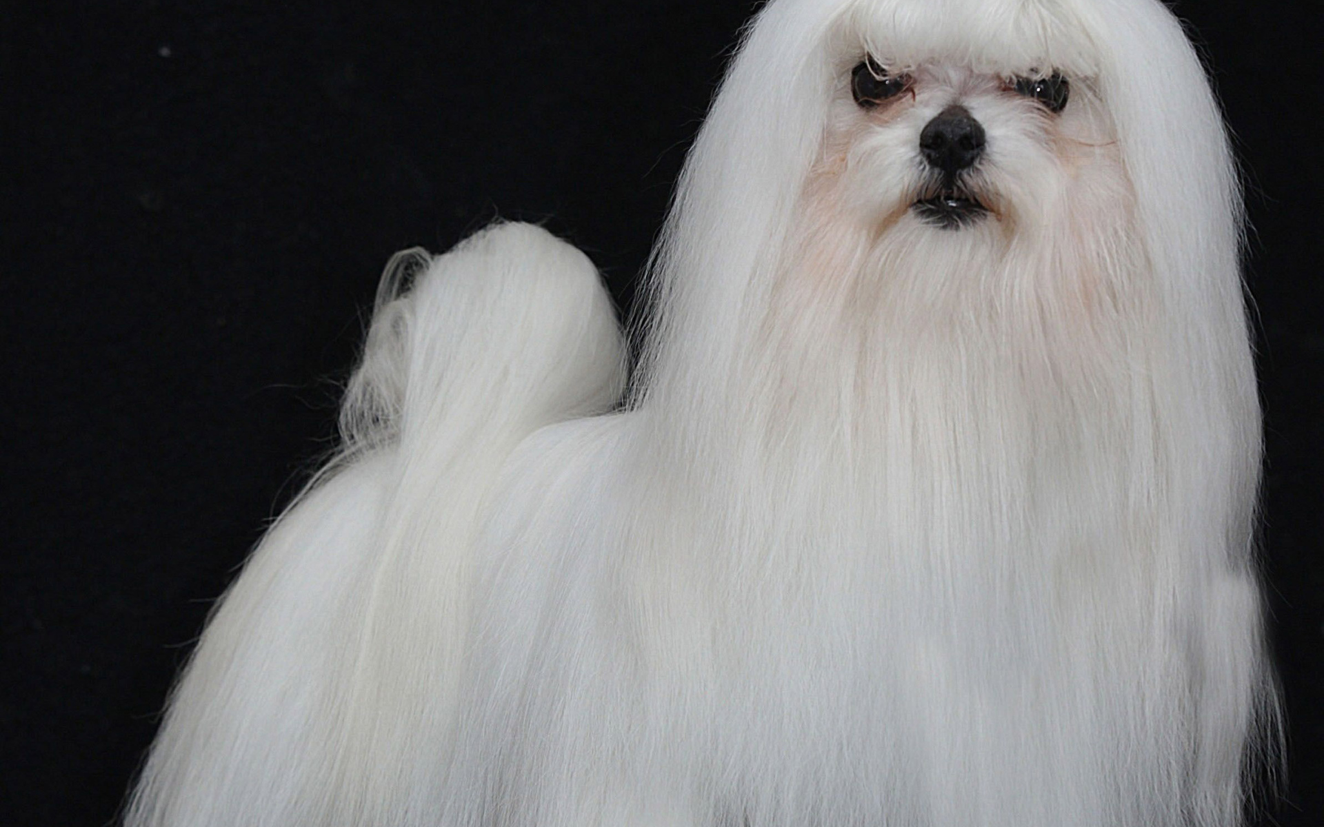 Модная мальтийская болонка