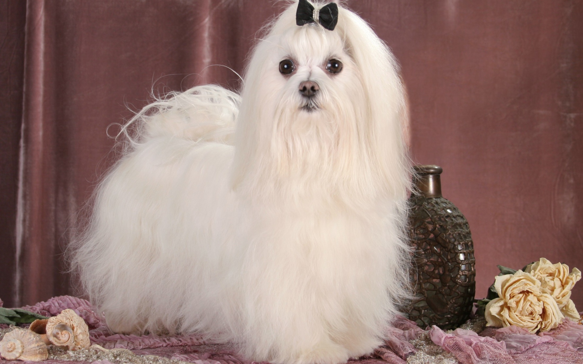 Пушистая мальтийская болонка