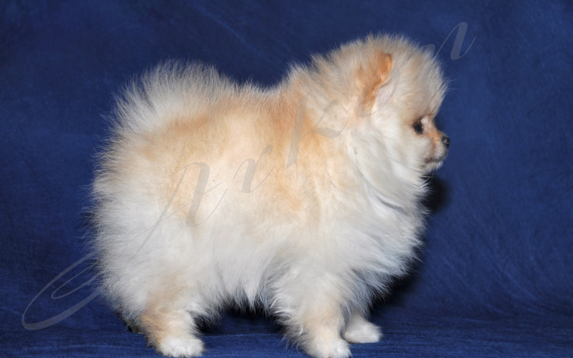 Пушистый белый шпиц на синем фоне