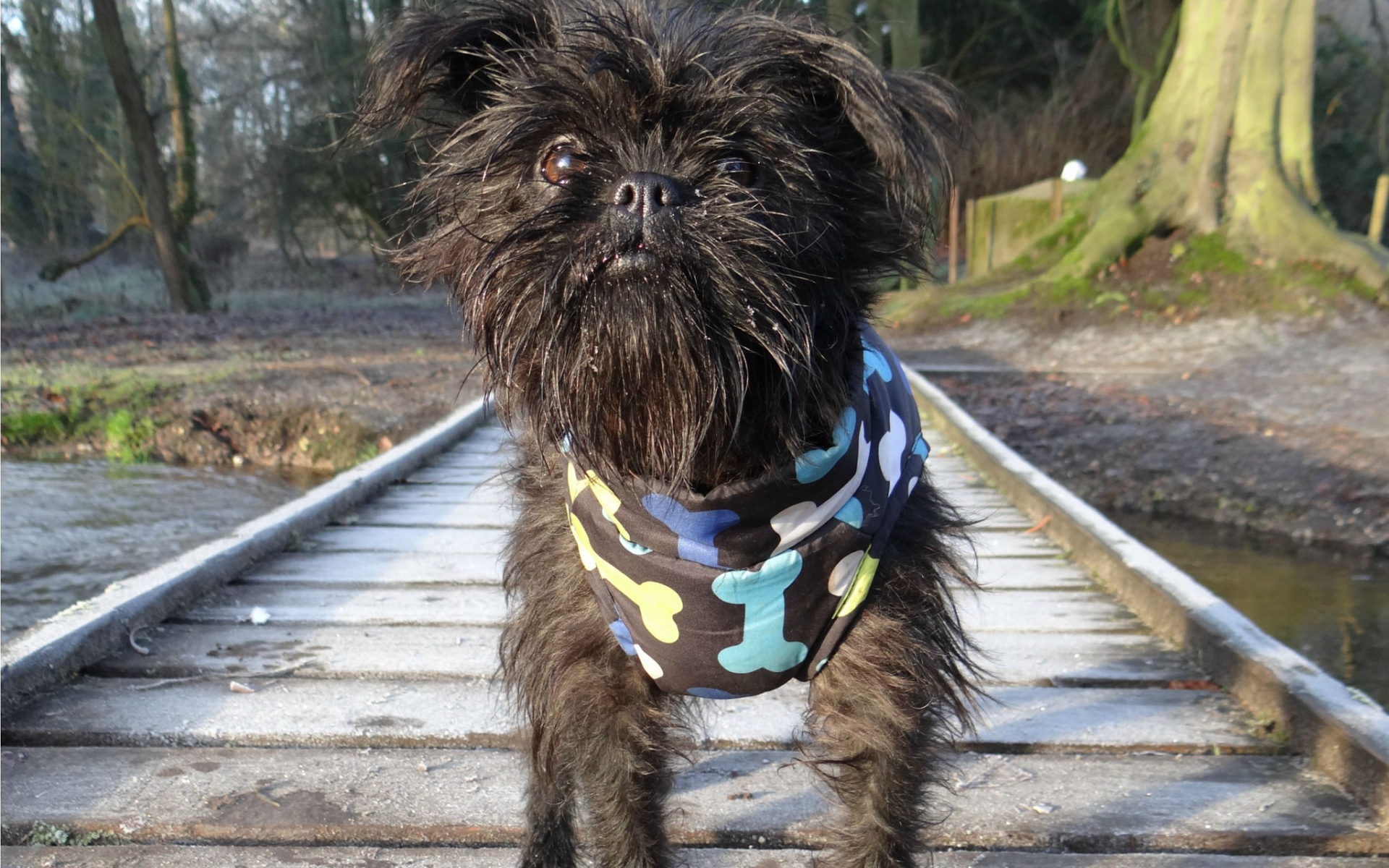 Забавный песик аффенпинчер