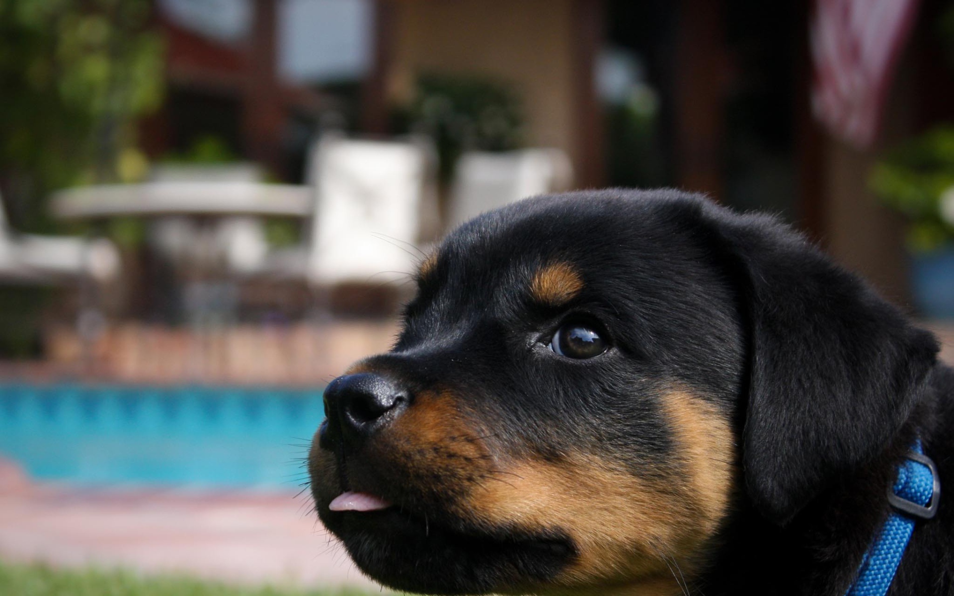 Забавный щенок ротвейлера