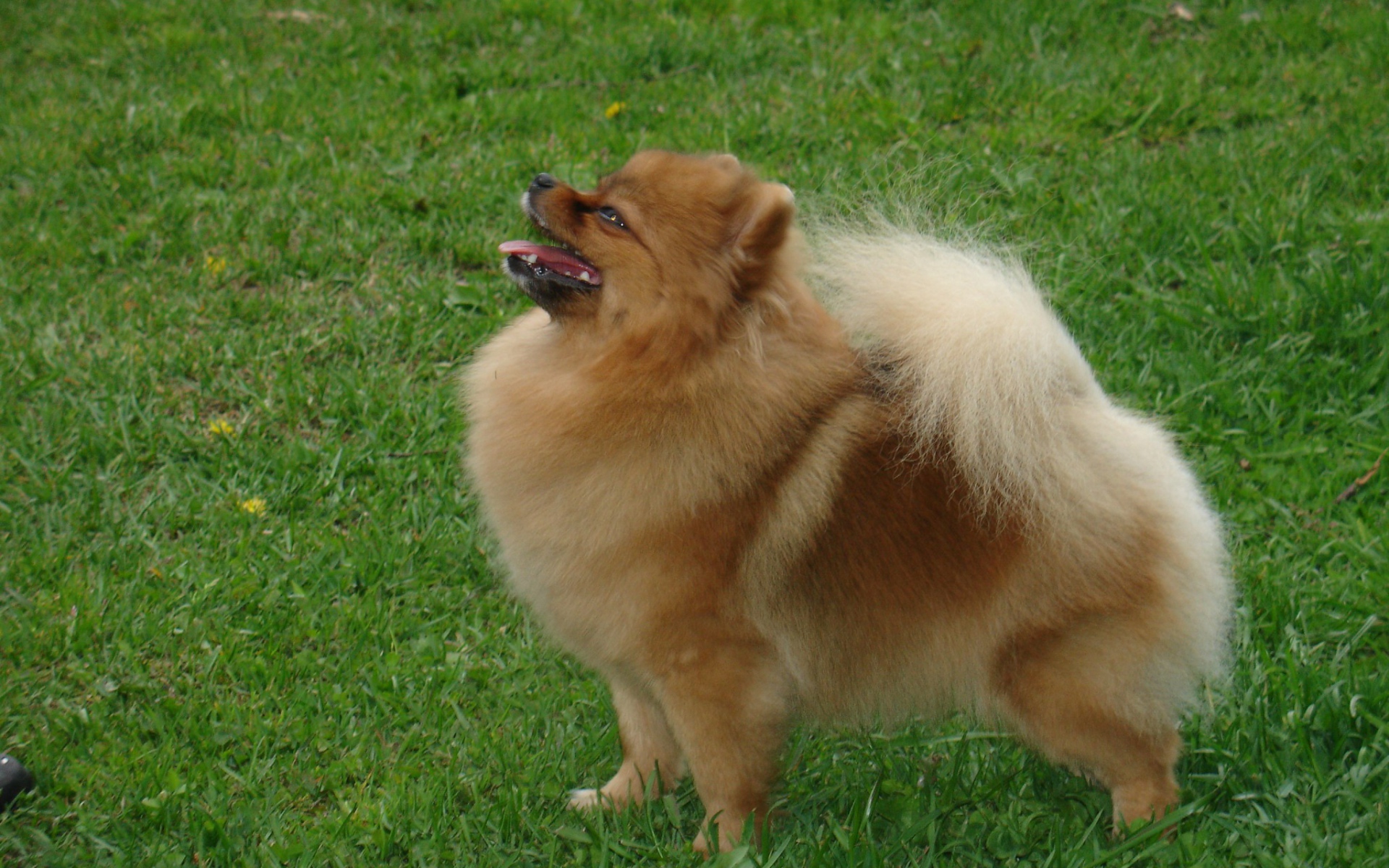 Довольный шпиц на газоне