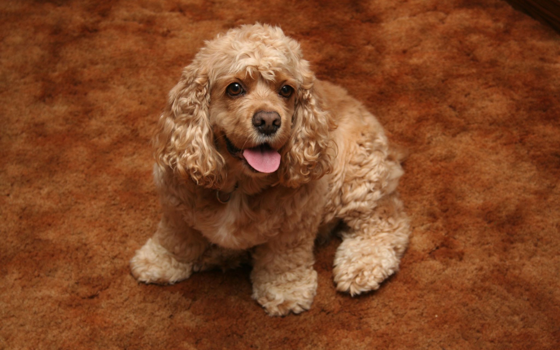 Золотой американский кокер спаниель