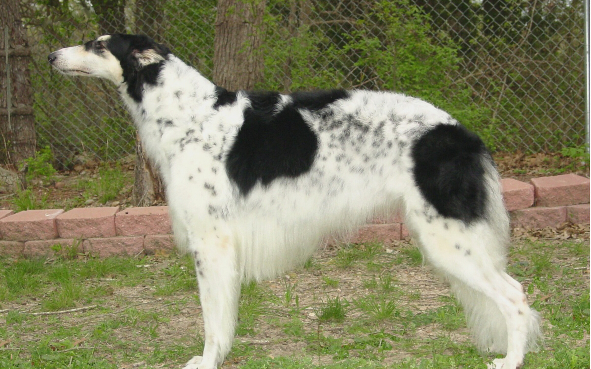 Борзая собака в вольере