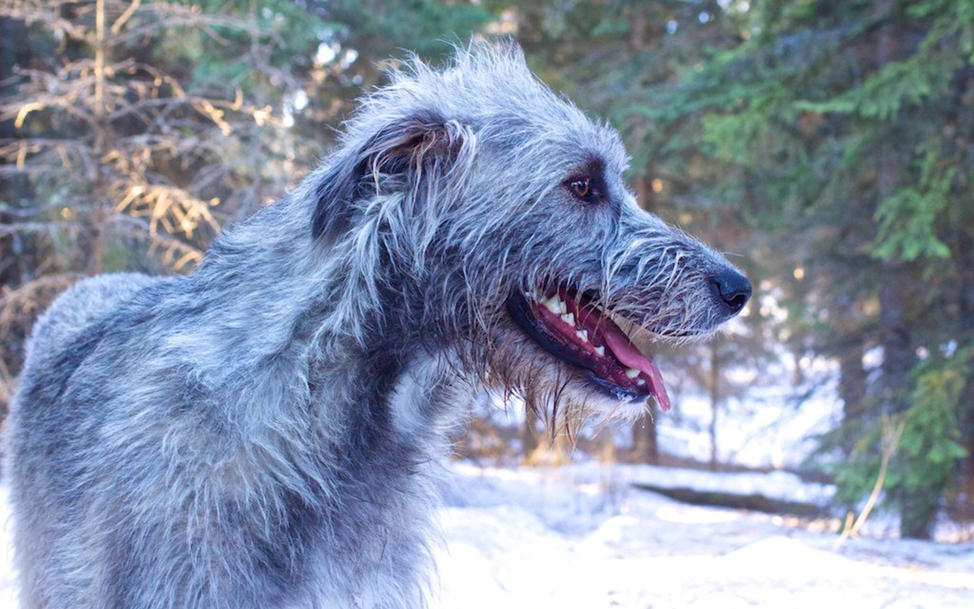 Веселый ирландский волкодав