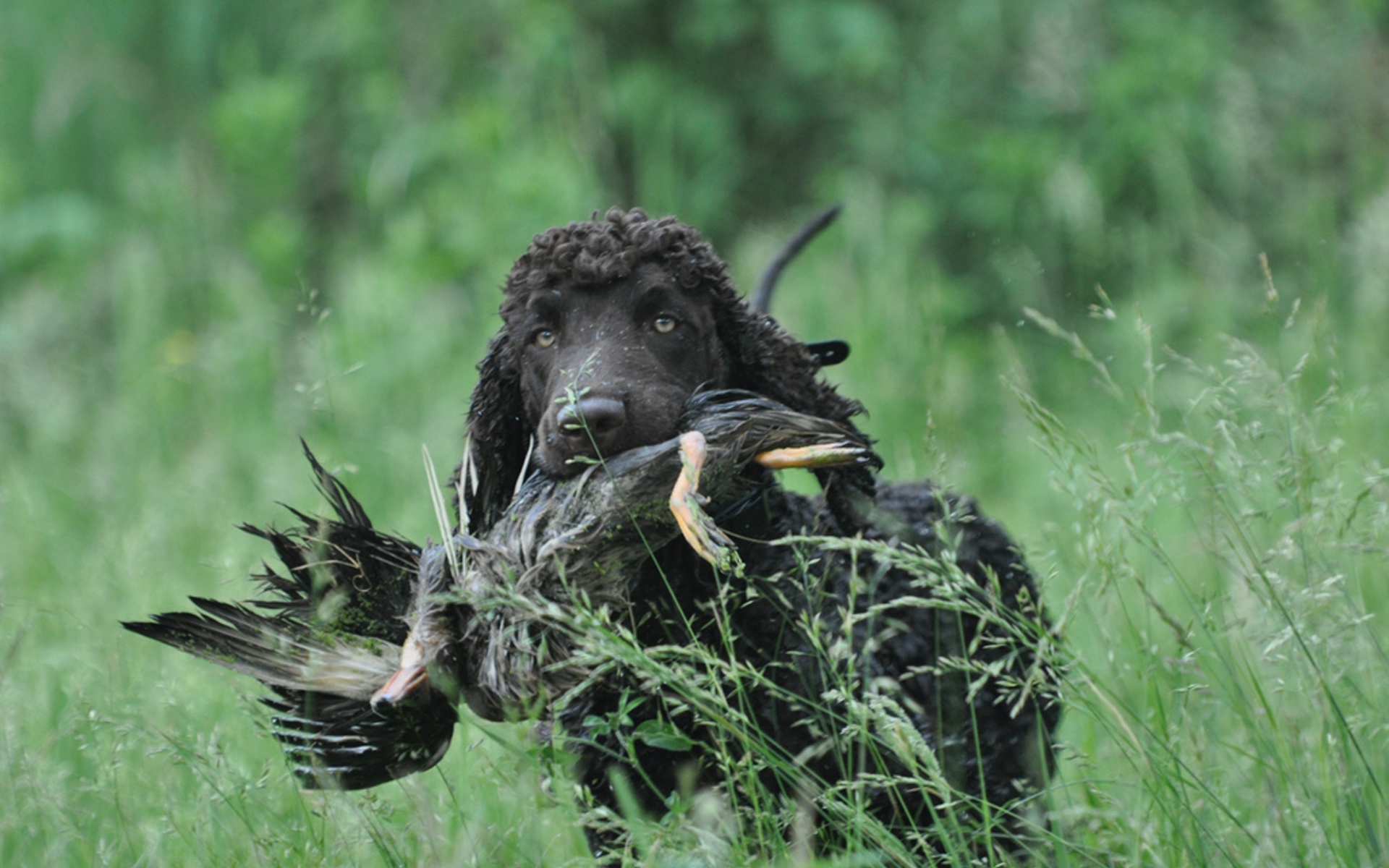 Охотник ирландский водяной спаниель