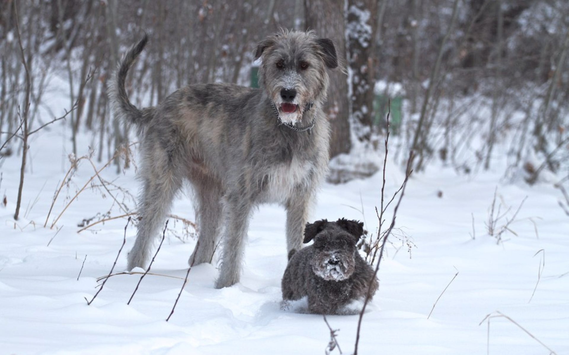 Ирландский волкодав с маленьким другом