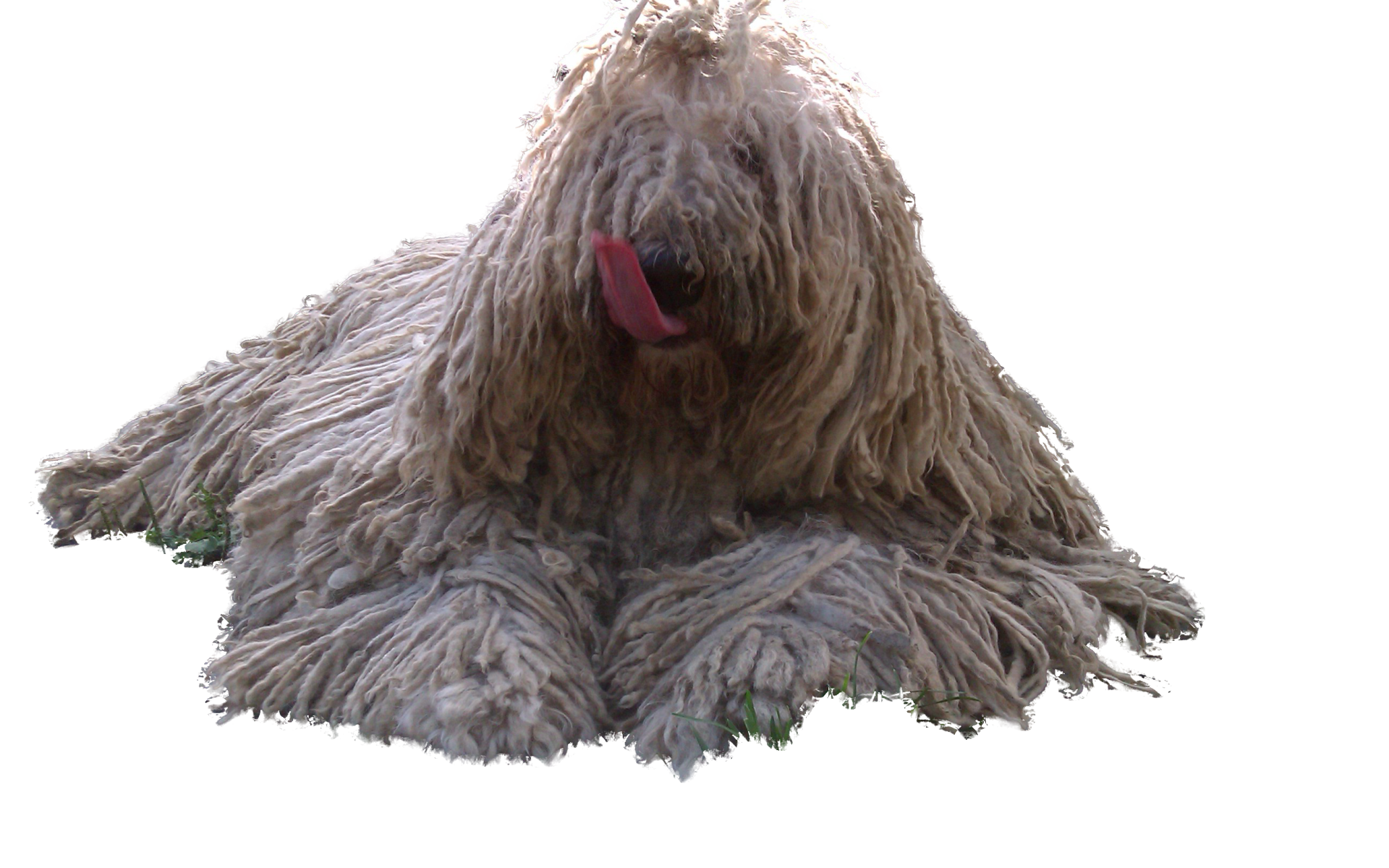 Комондор показывает язык