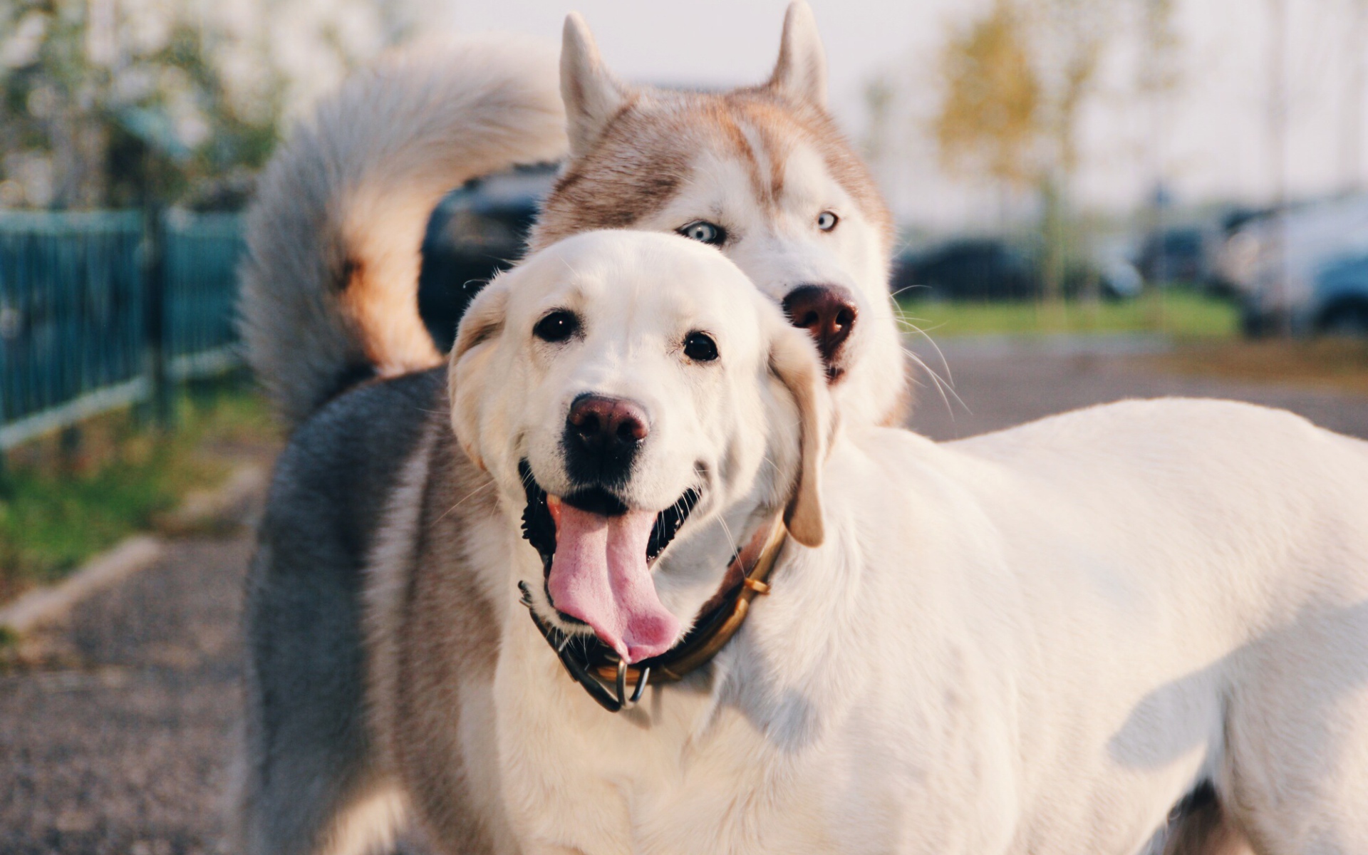 Лайка с ретривером на улице