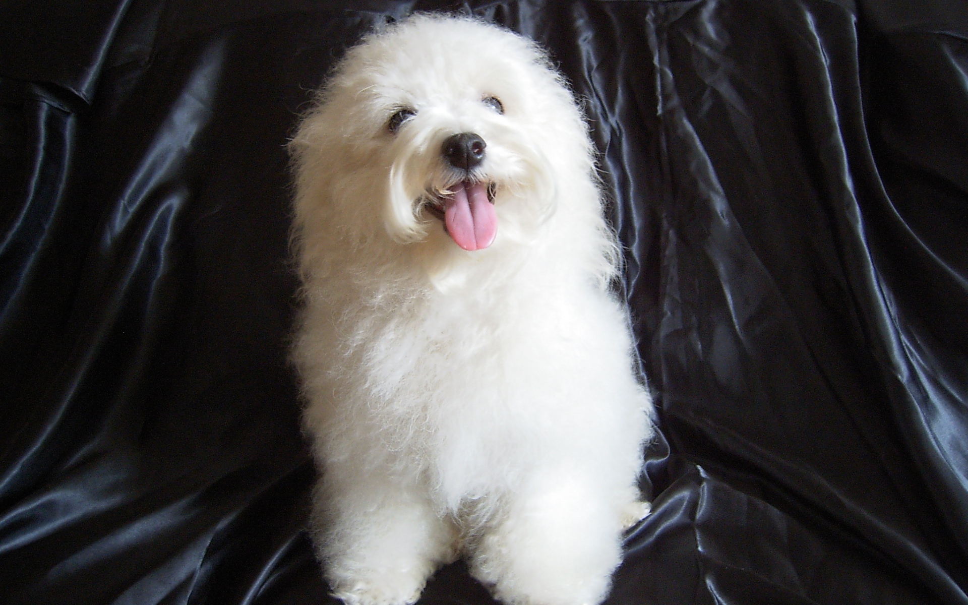 Болонка на чёрном фоне