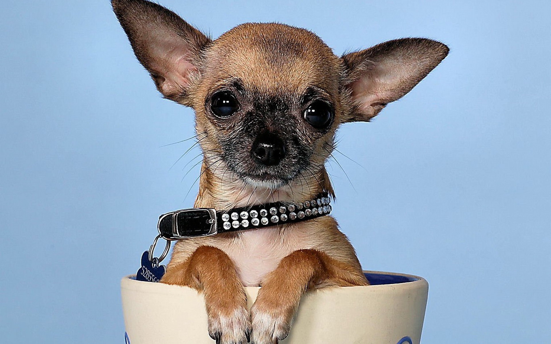 Маленькая чихуахуа в чашке