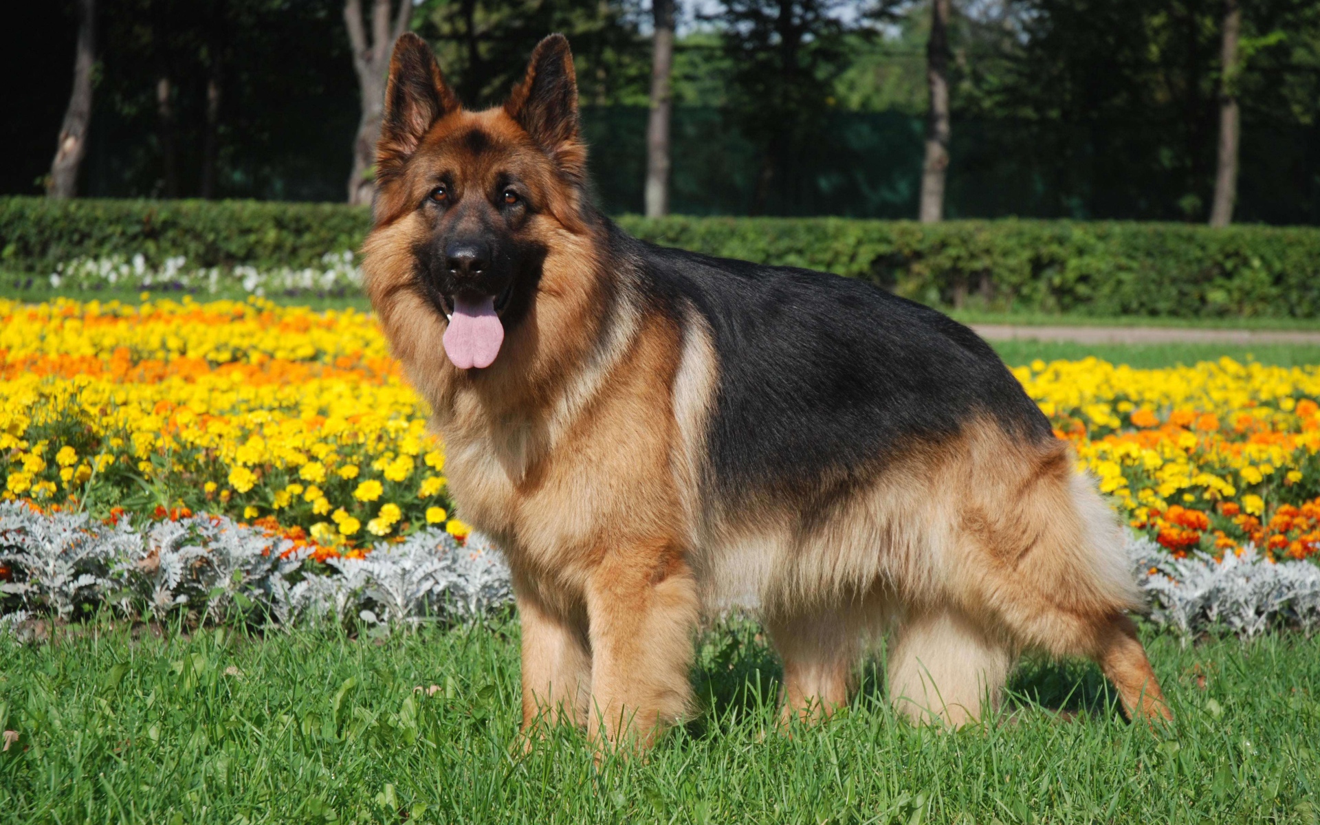 Длинношерстная немецкая овчарка