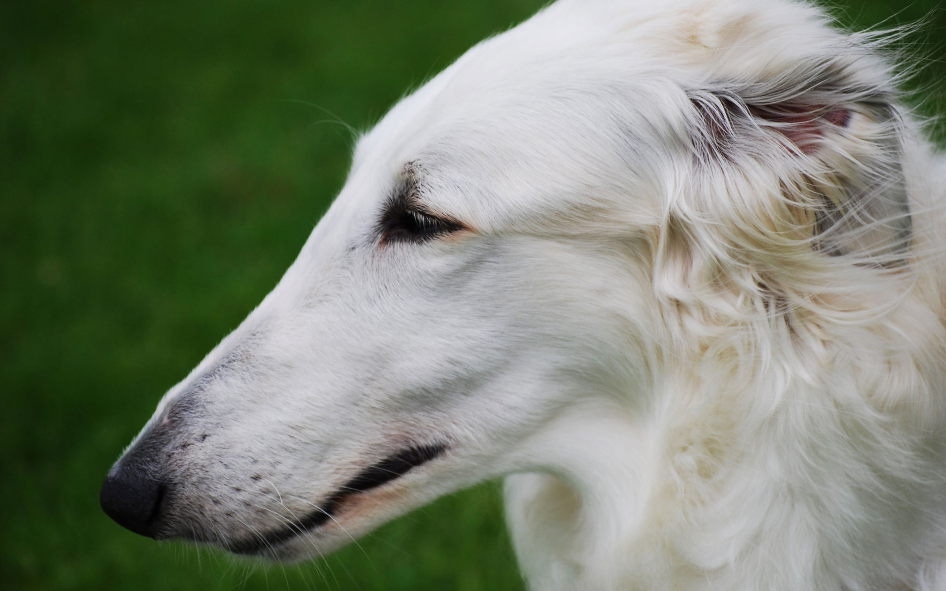 Длинная морда борзой собаки