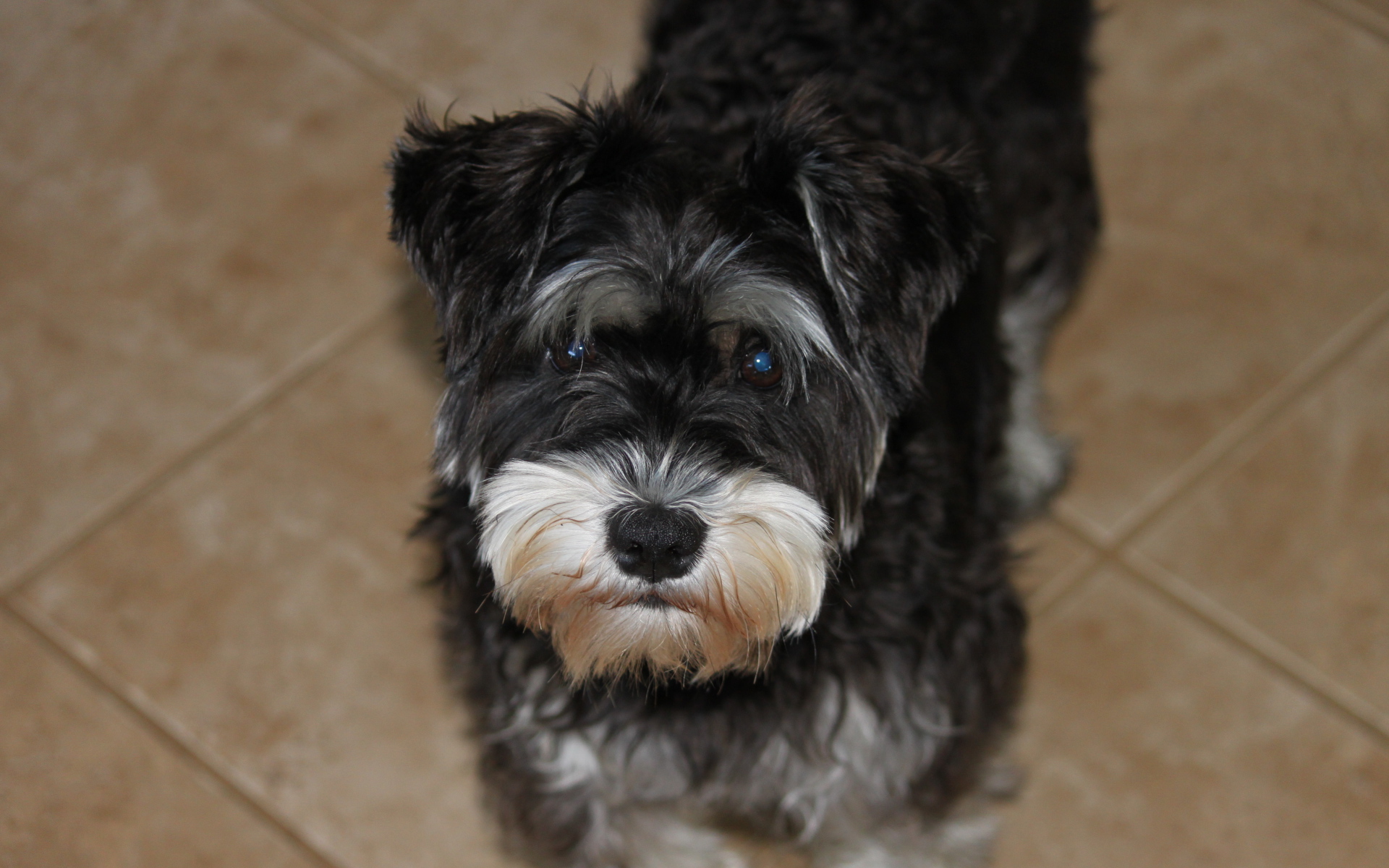 Взгляд маленького шнауцера