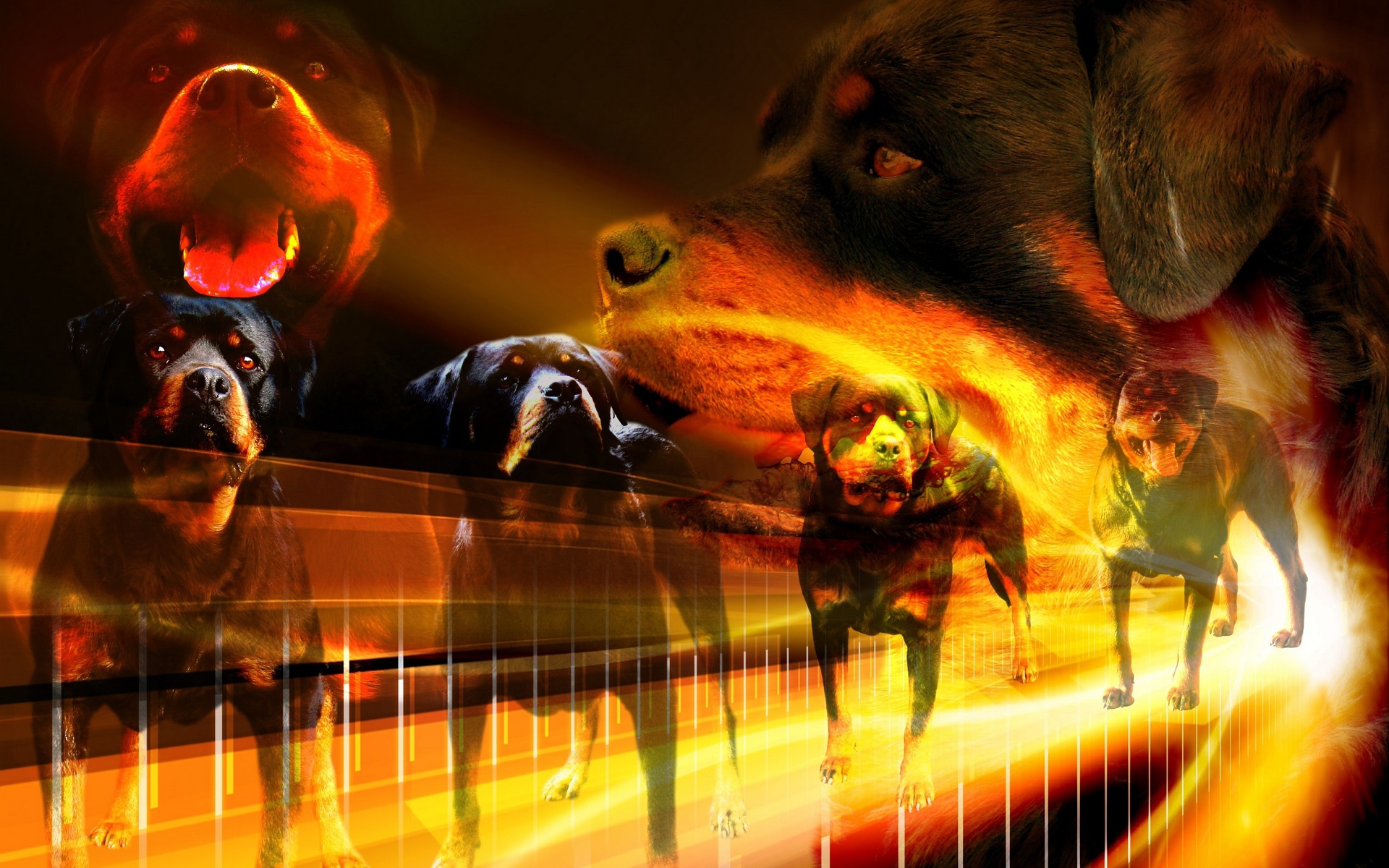 Много собак ротвейлеров