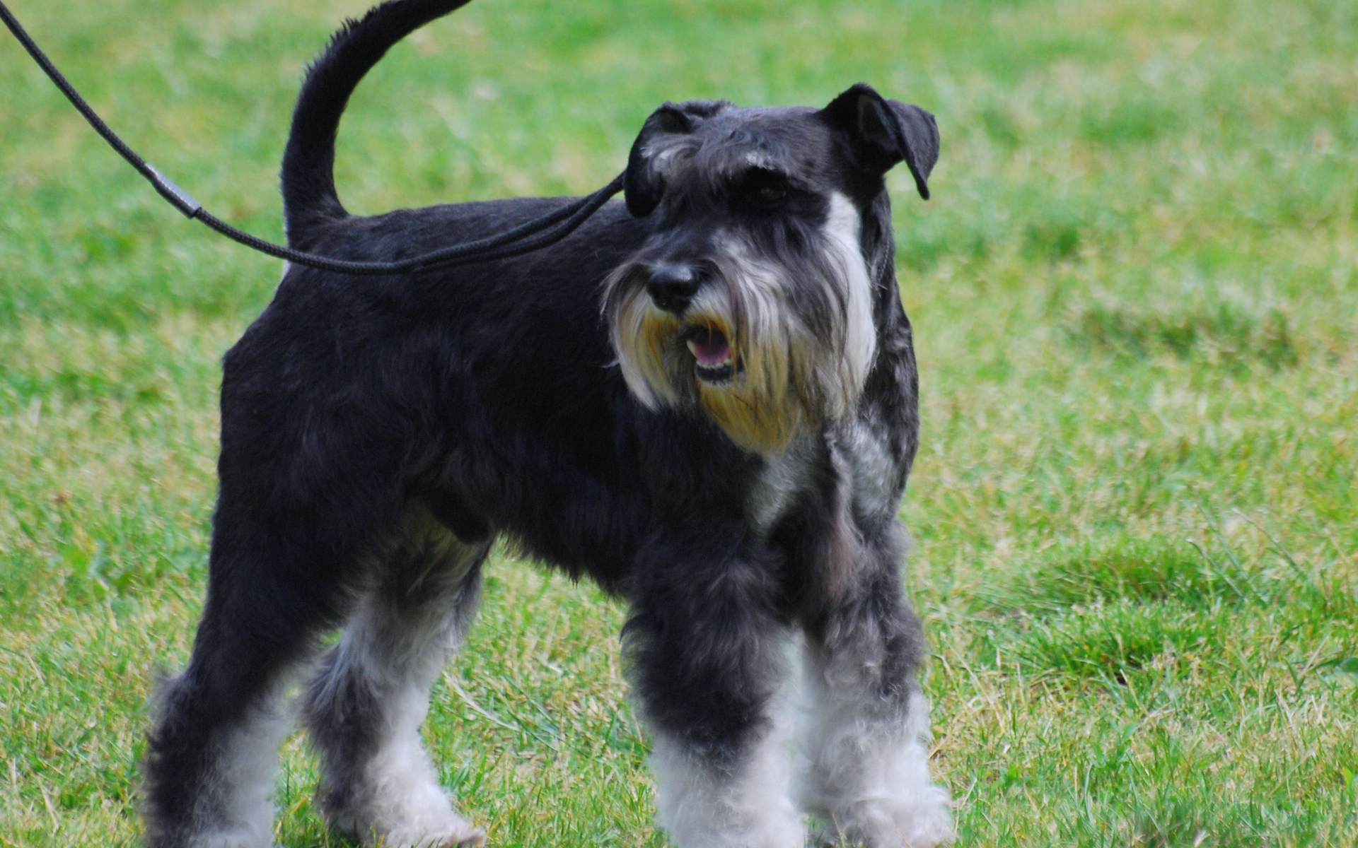 Миниатюрный шнауцер на поводке