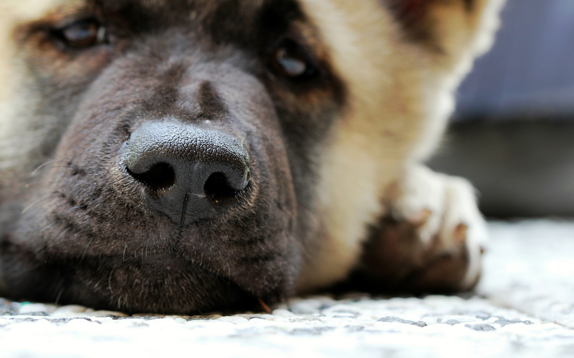 Мордочка американской акиты