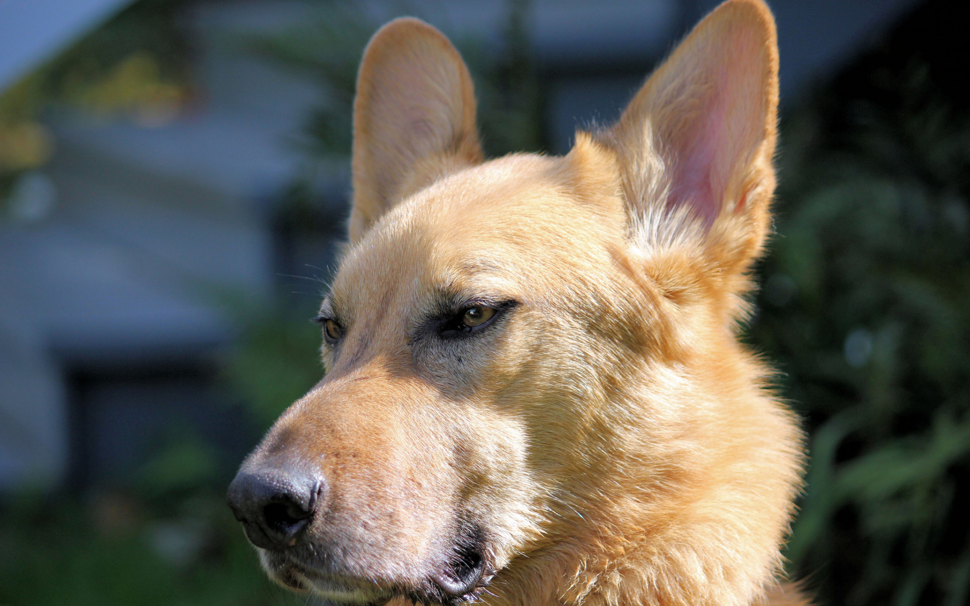 Морда пса чинук