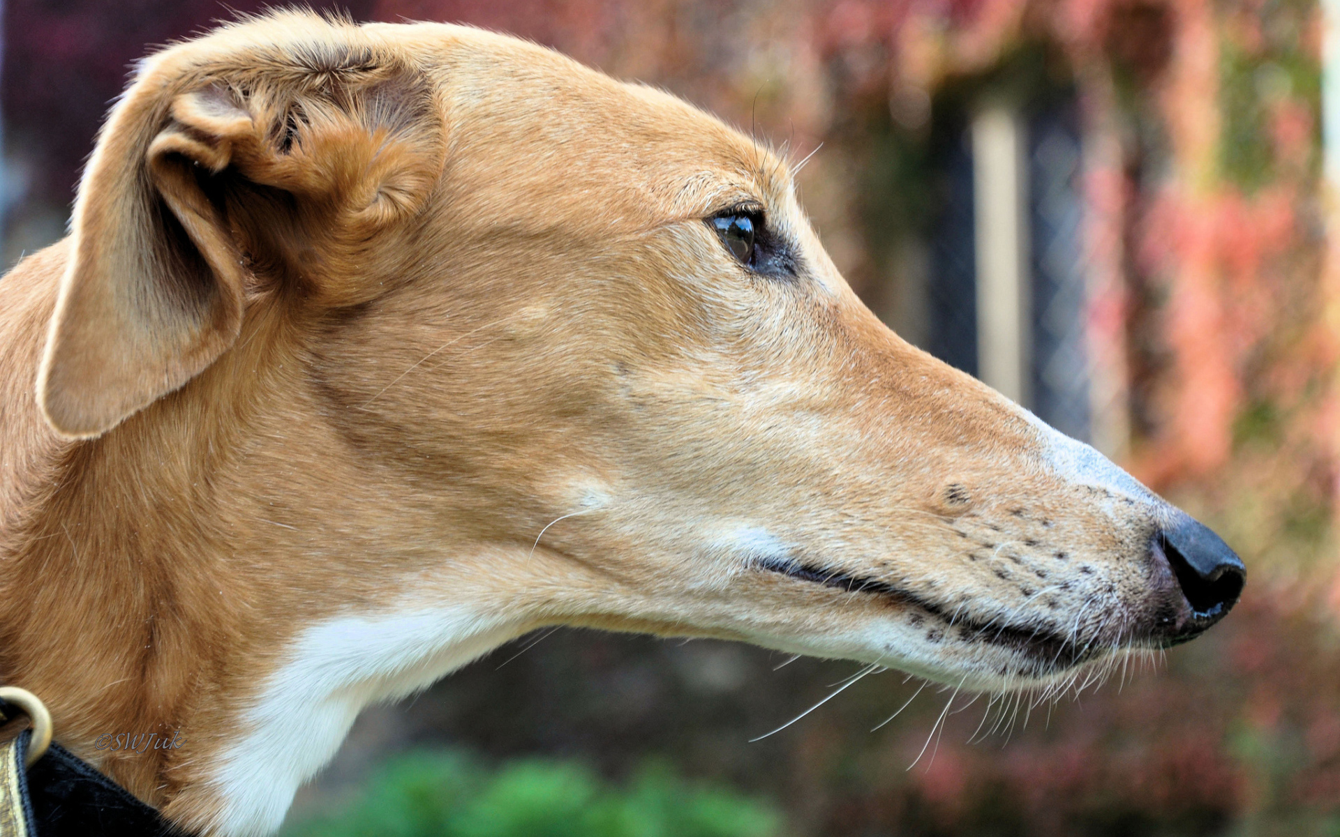 Мордочка собаки породы салюки