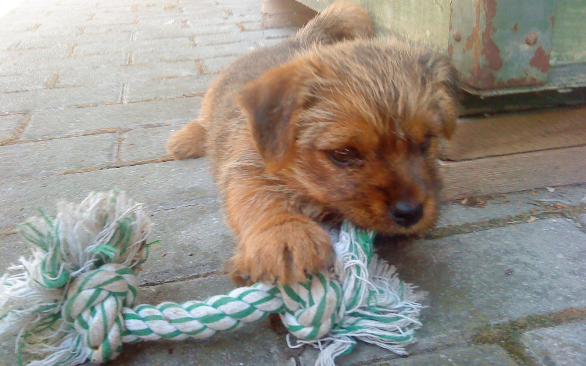 Щенок норфолк терьер грызет игрушку