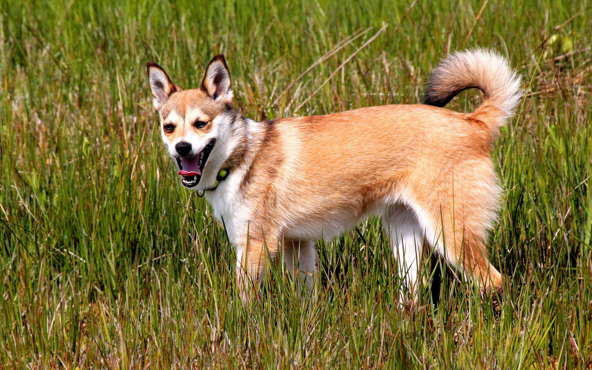 Норвежский лундехунд в траве