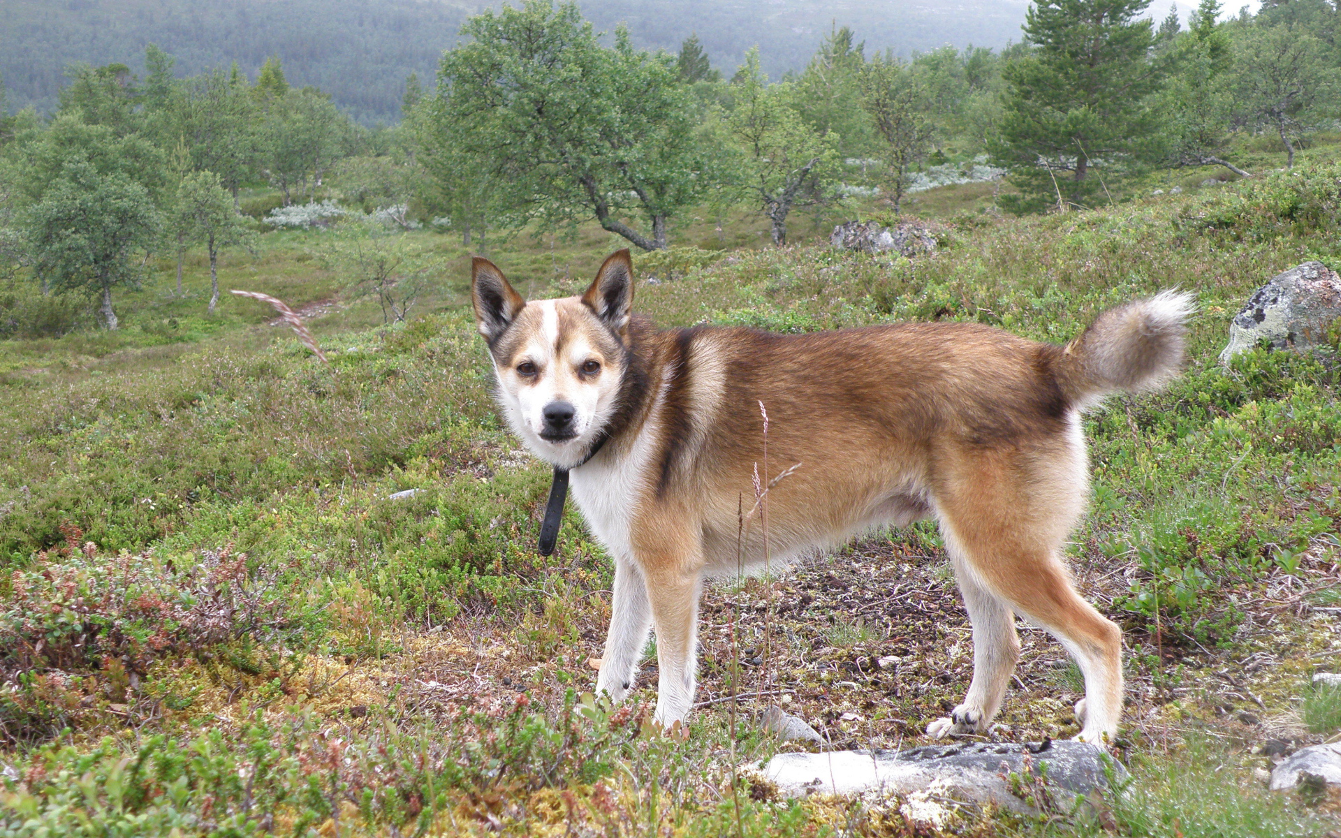 Строгий взгляд норвежского лундехунда