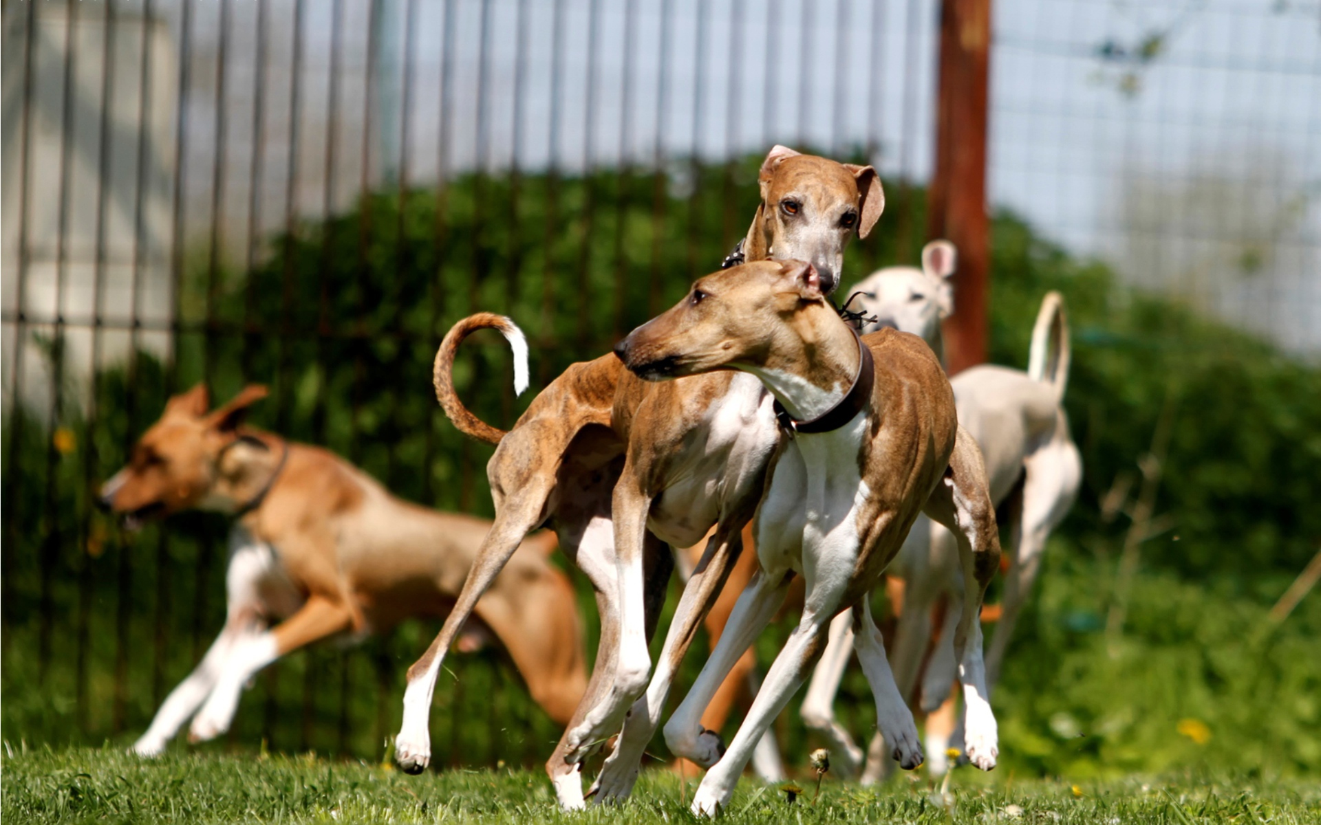 Стая собак азавак