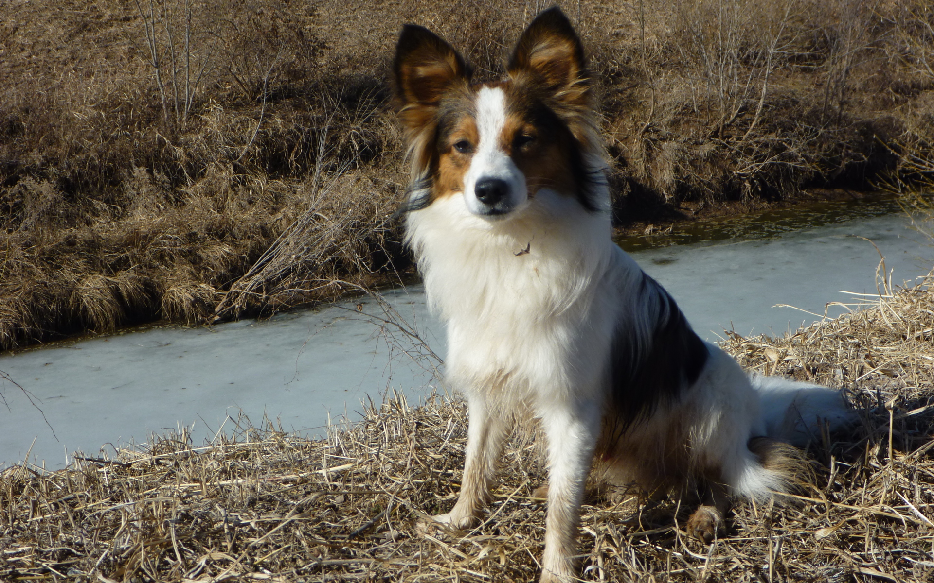 Папильон на берегу ручья
