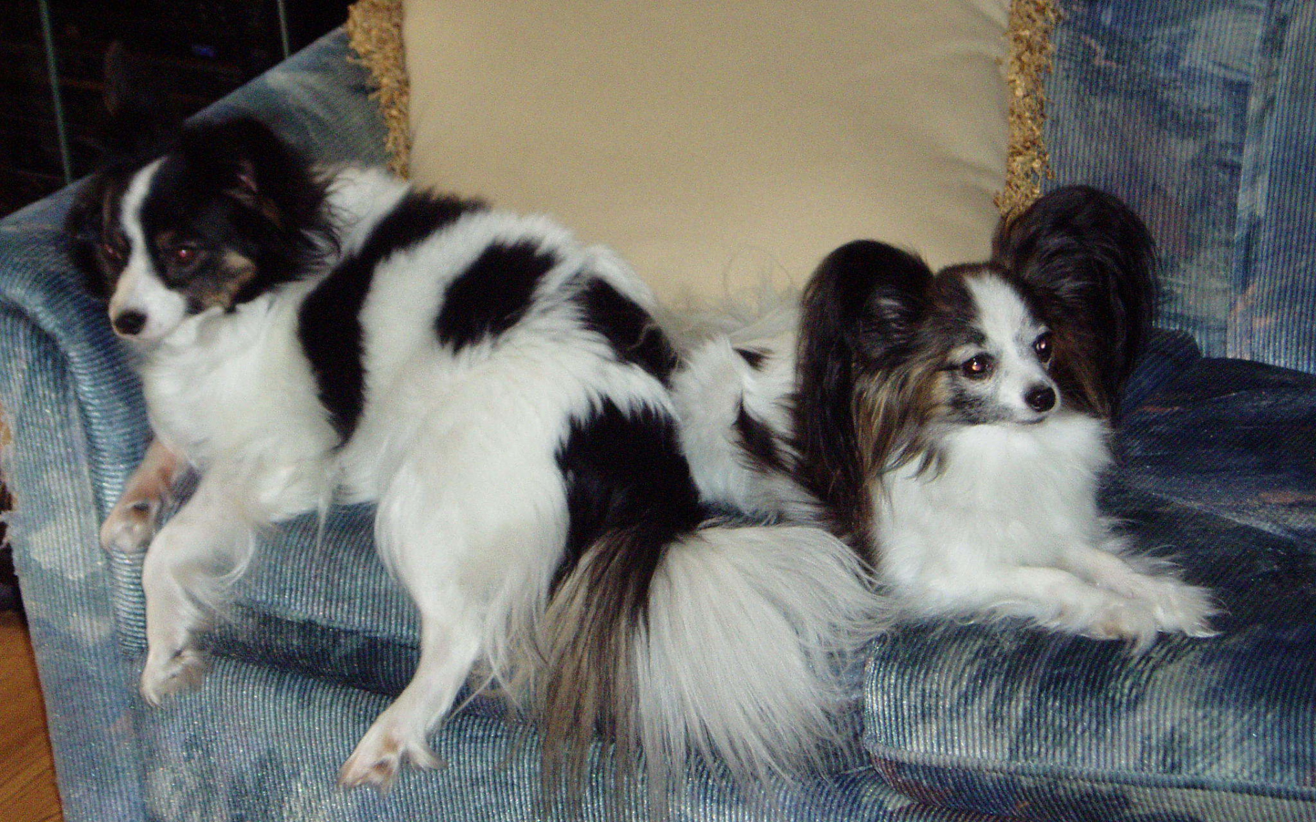 Пара папильонов на кресле