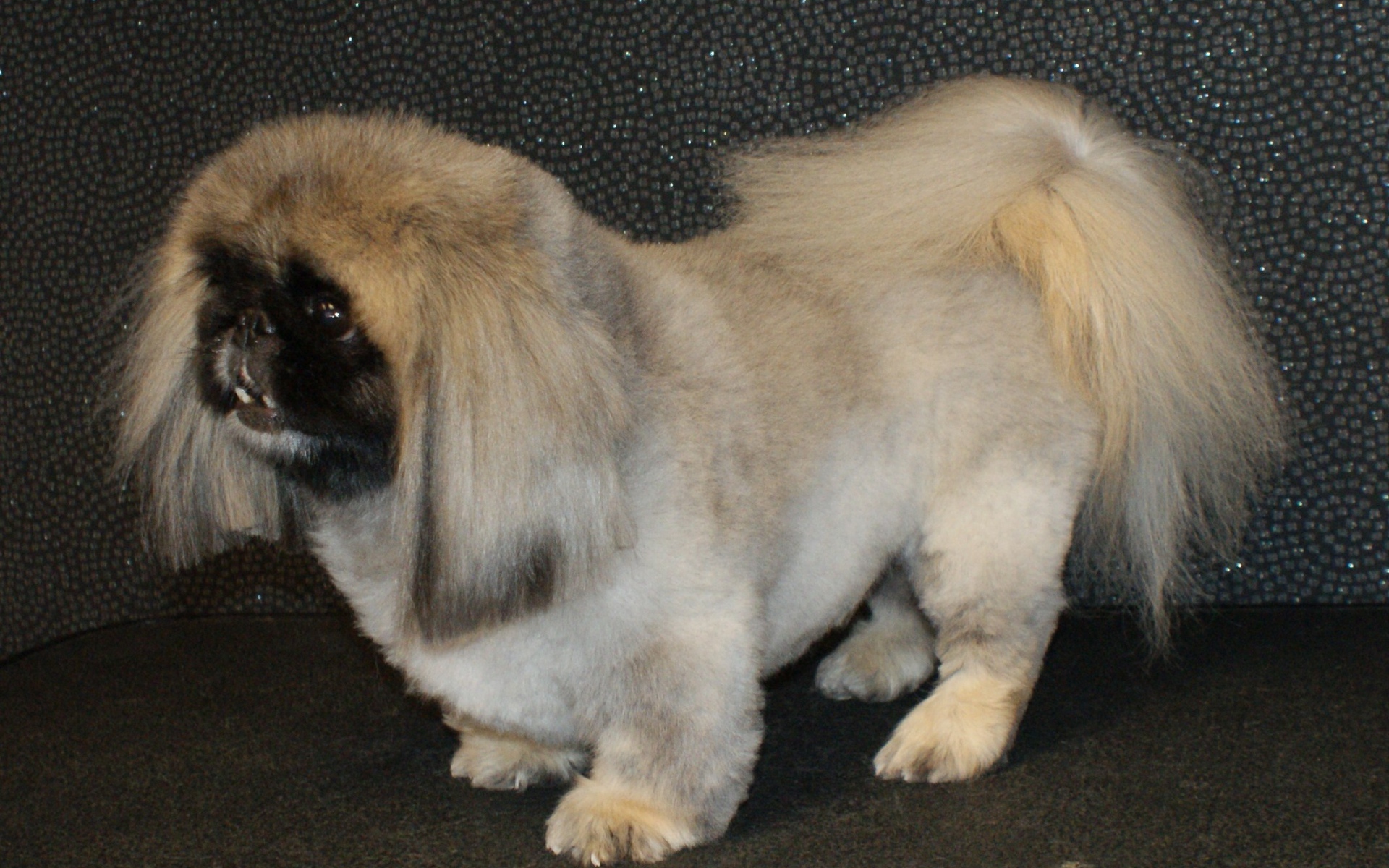 Собака пекинес на черном фоне