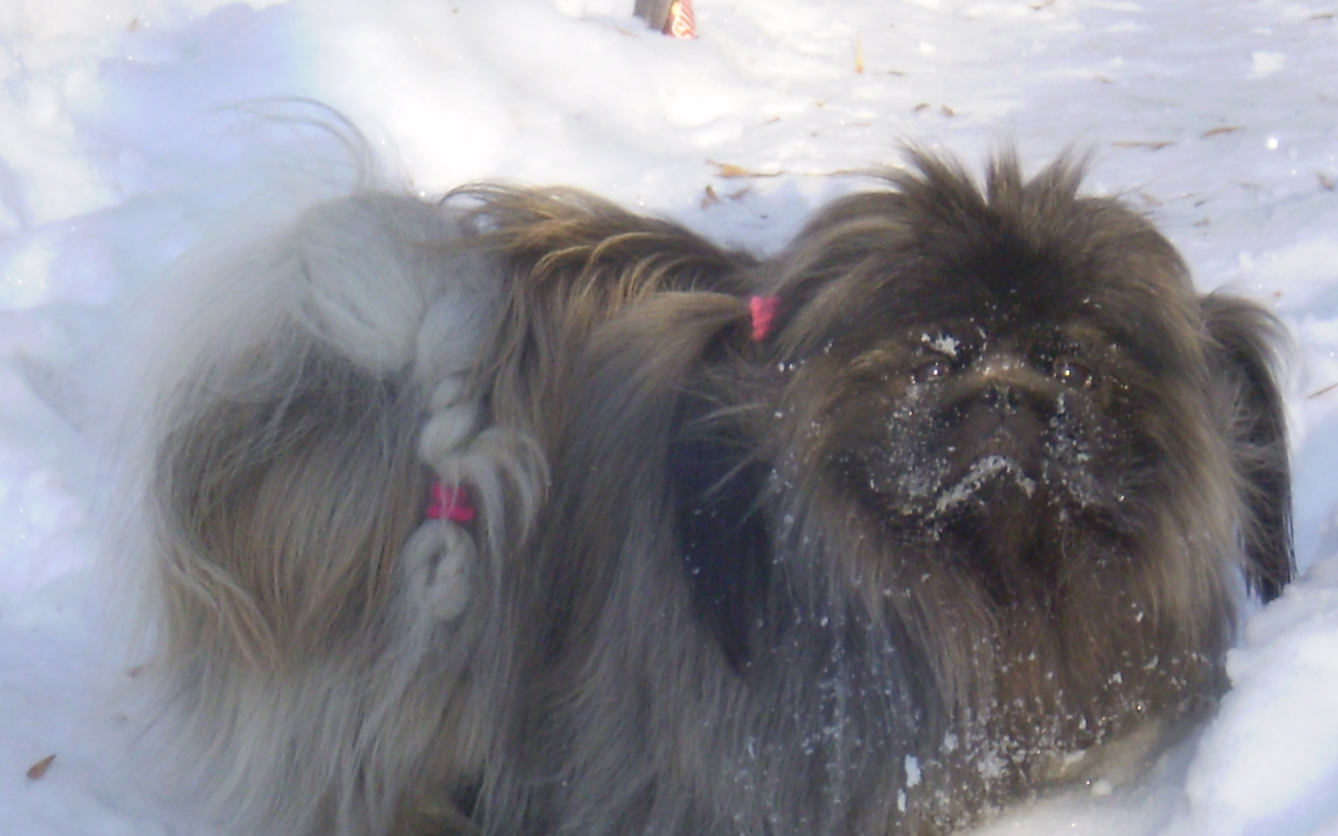 Пекинес в снегу