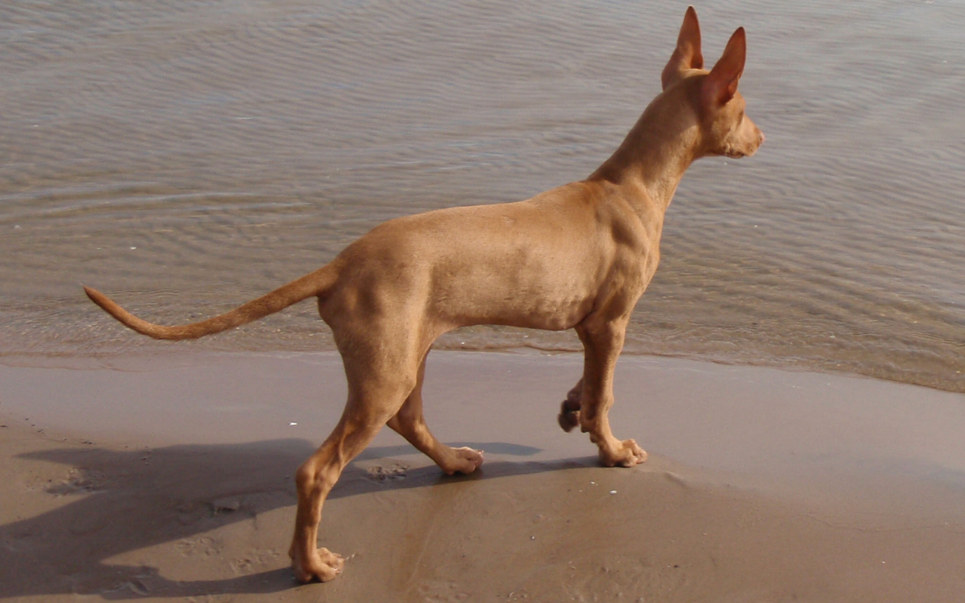 Фараонова собака у воды